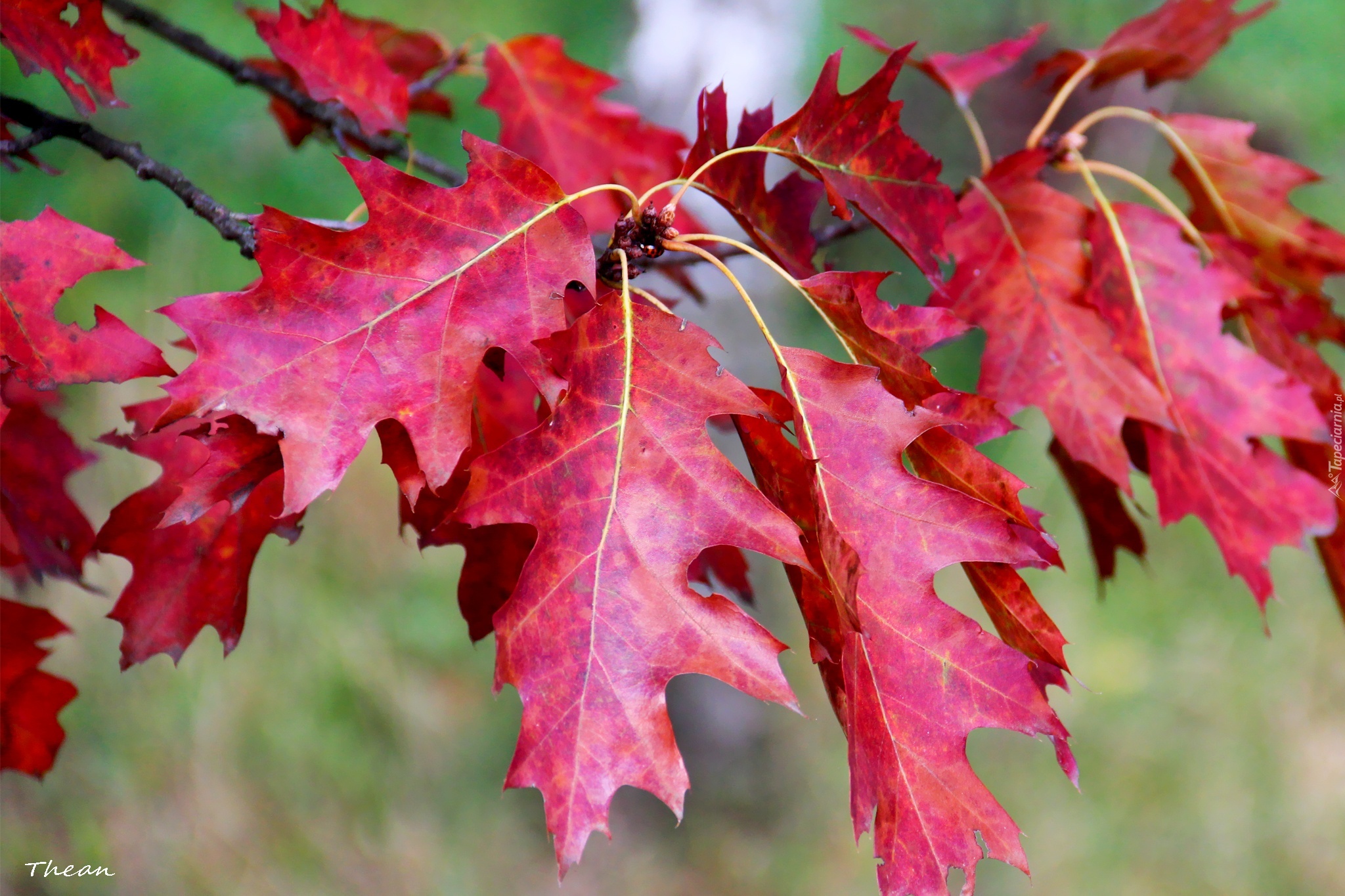 Красно черешчатый дуб. Дуб красный, Северный Quercus rubra. Дуб красный Quercus rubra. Дуб канадский краснолистный. Дуб красный (канадский, остролистный).