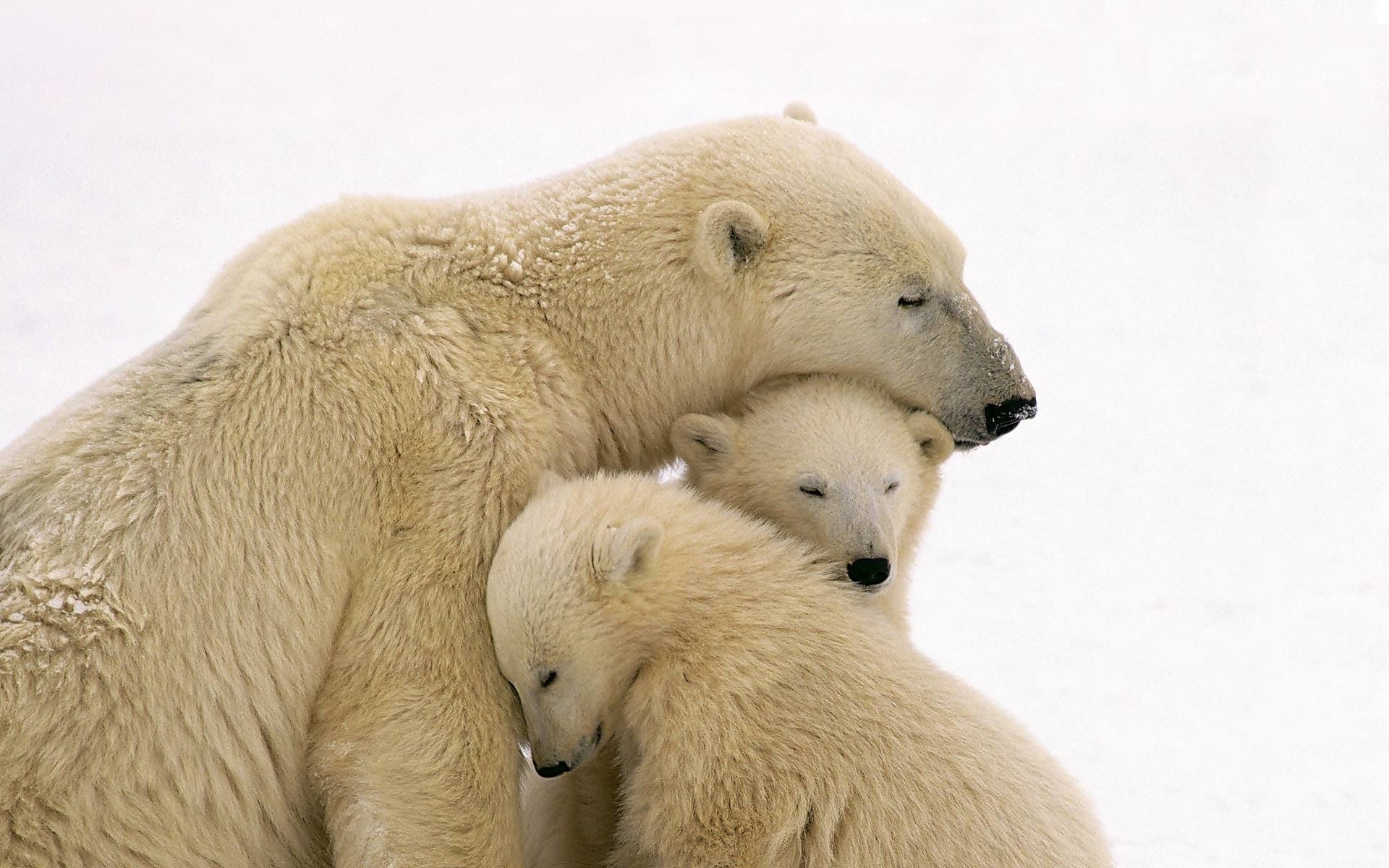 Niedźwiedzie, Polarne, Mama, Młode