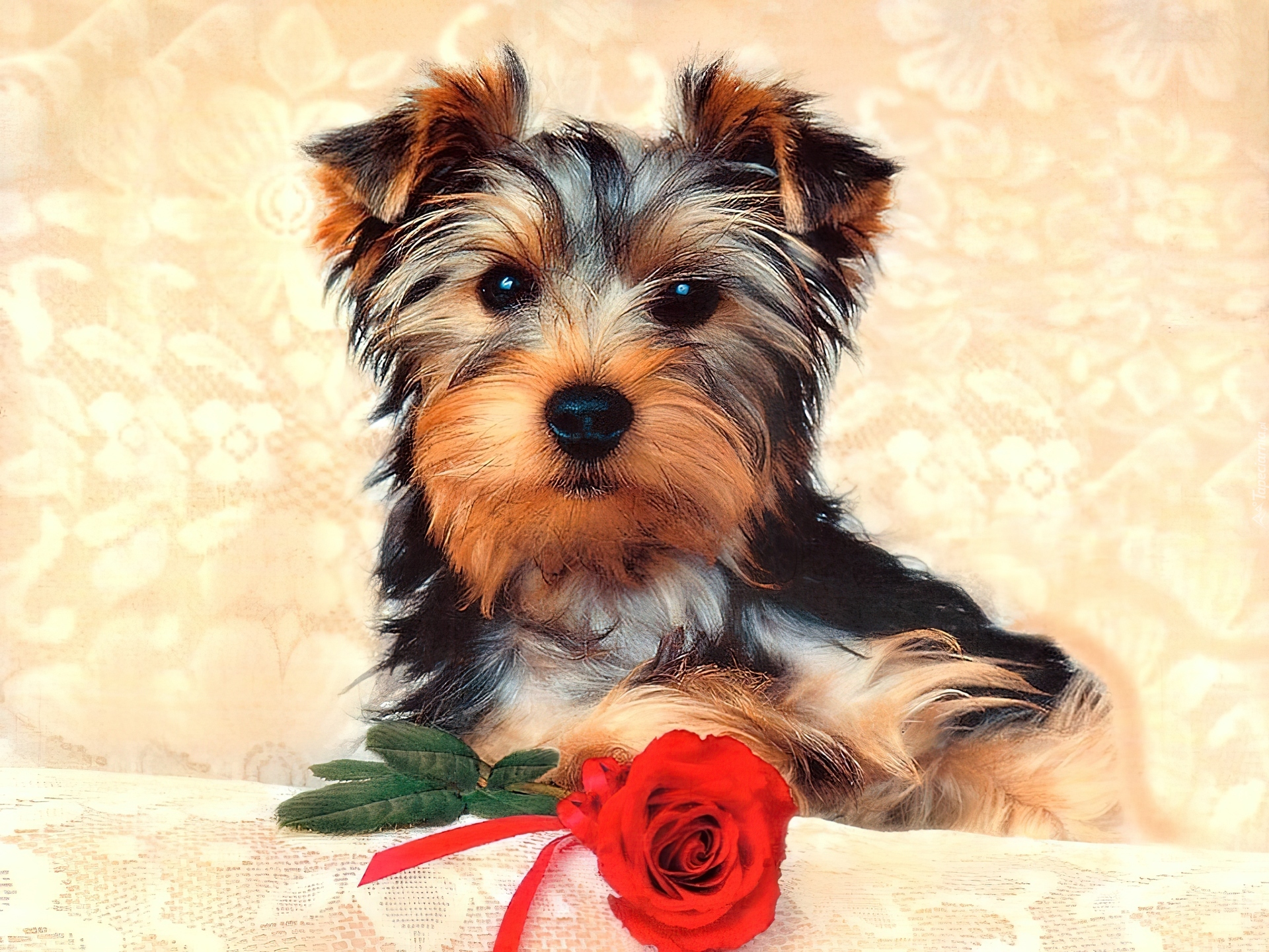 Pies, Yorkshire Terrier, Róża