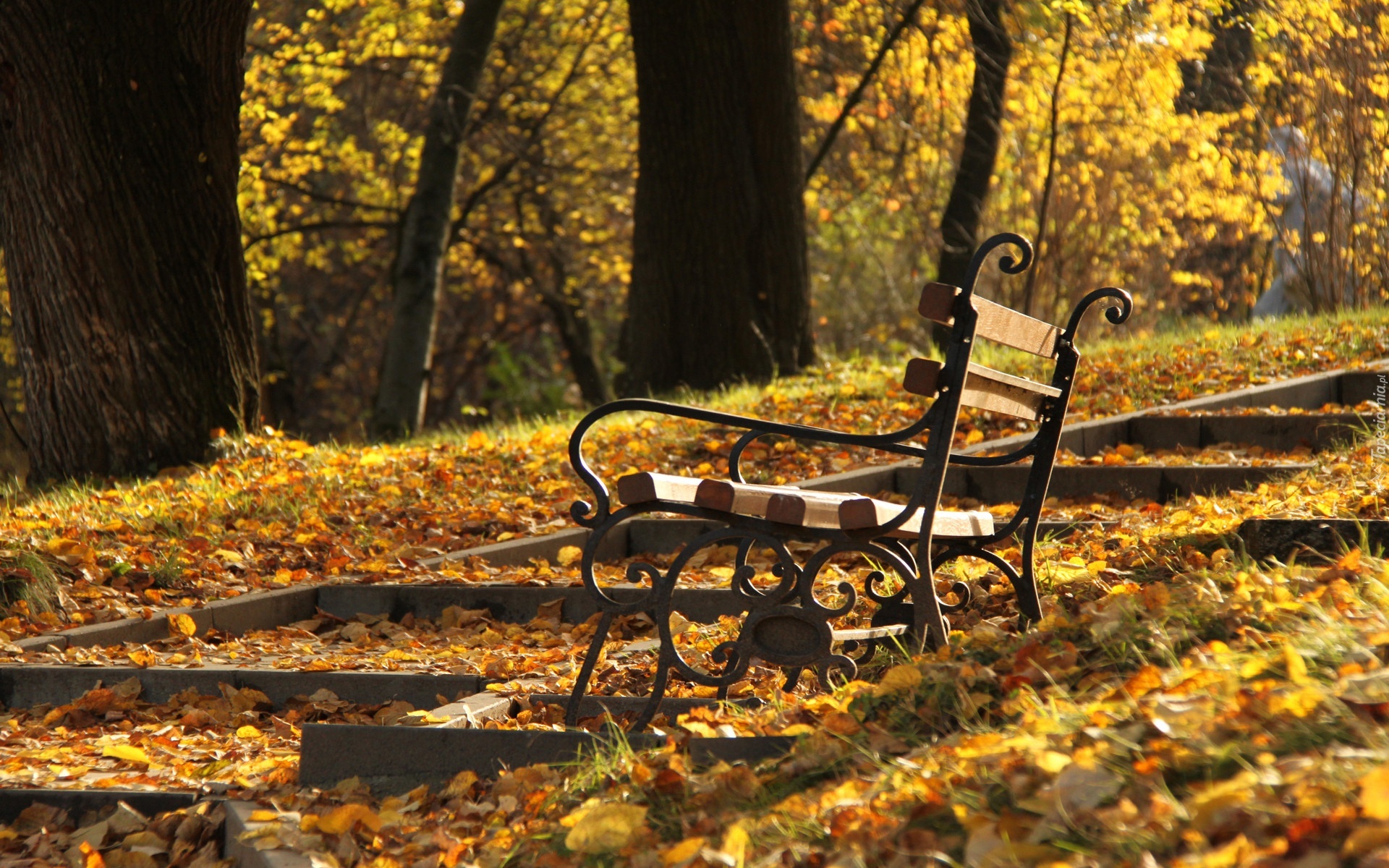 Park, Ławka, Jesień, Liście