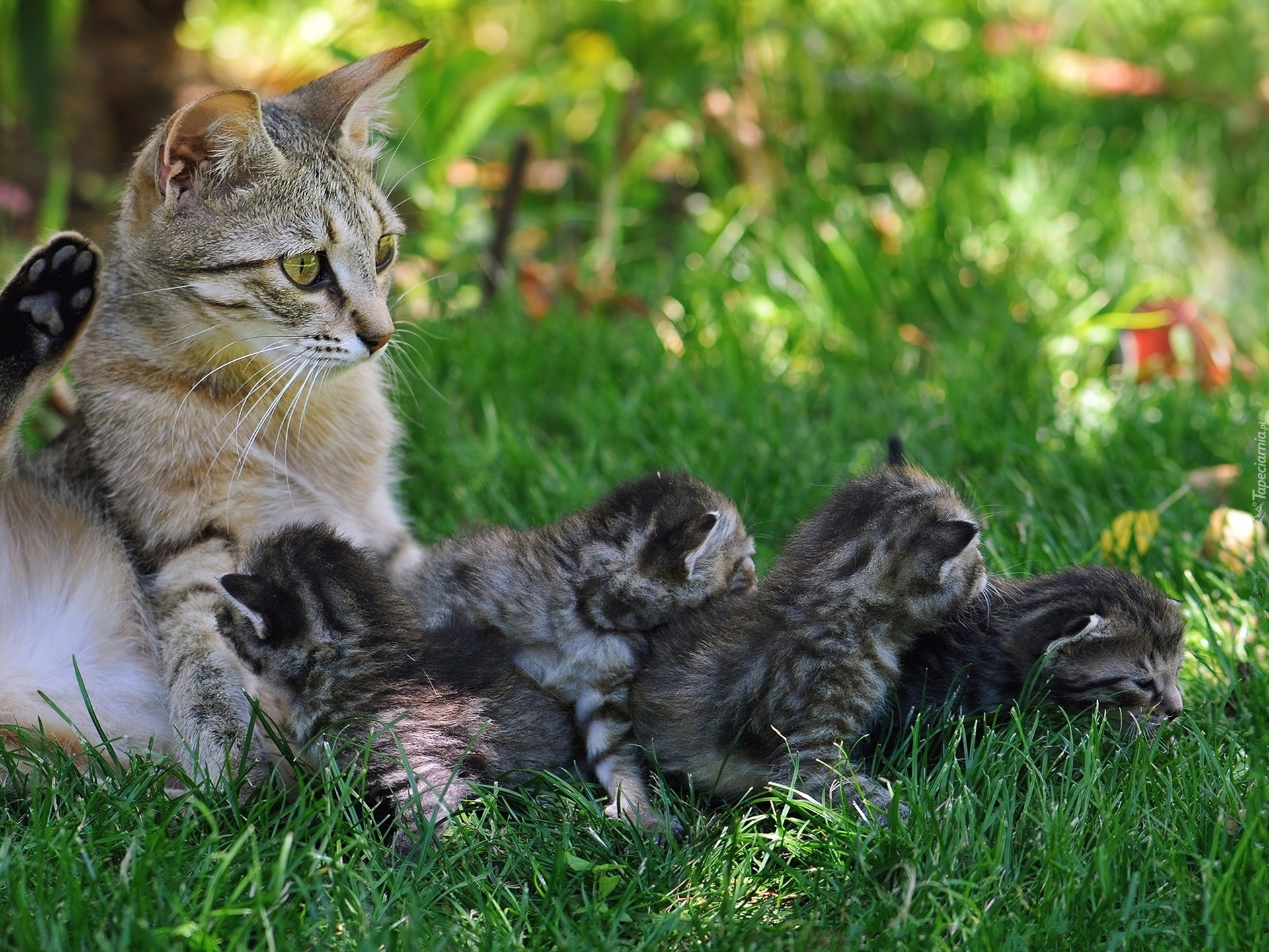 Какие заботятся о потомстве. Кошки. Мама кошка. Кот и котенок. Мама кошка и котенок.