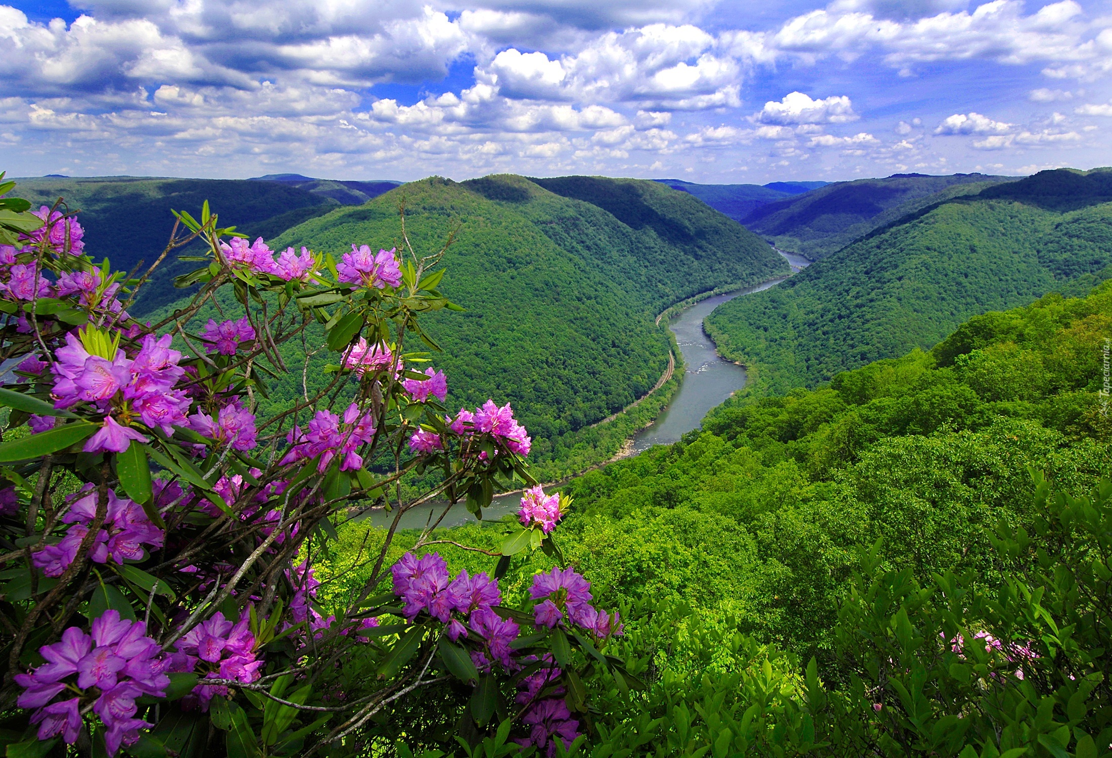 Góry, Rzeka, Kwitnący, Rododendron