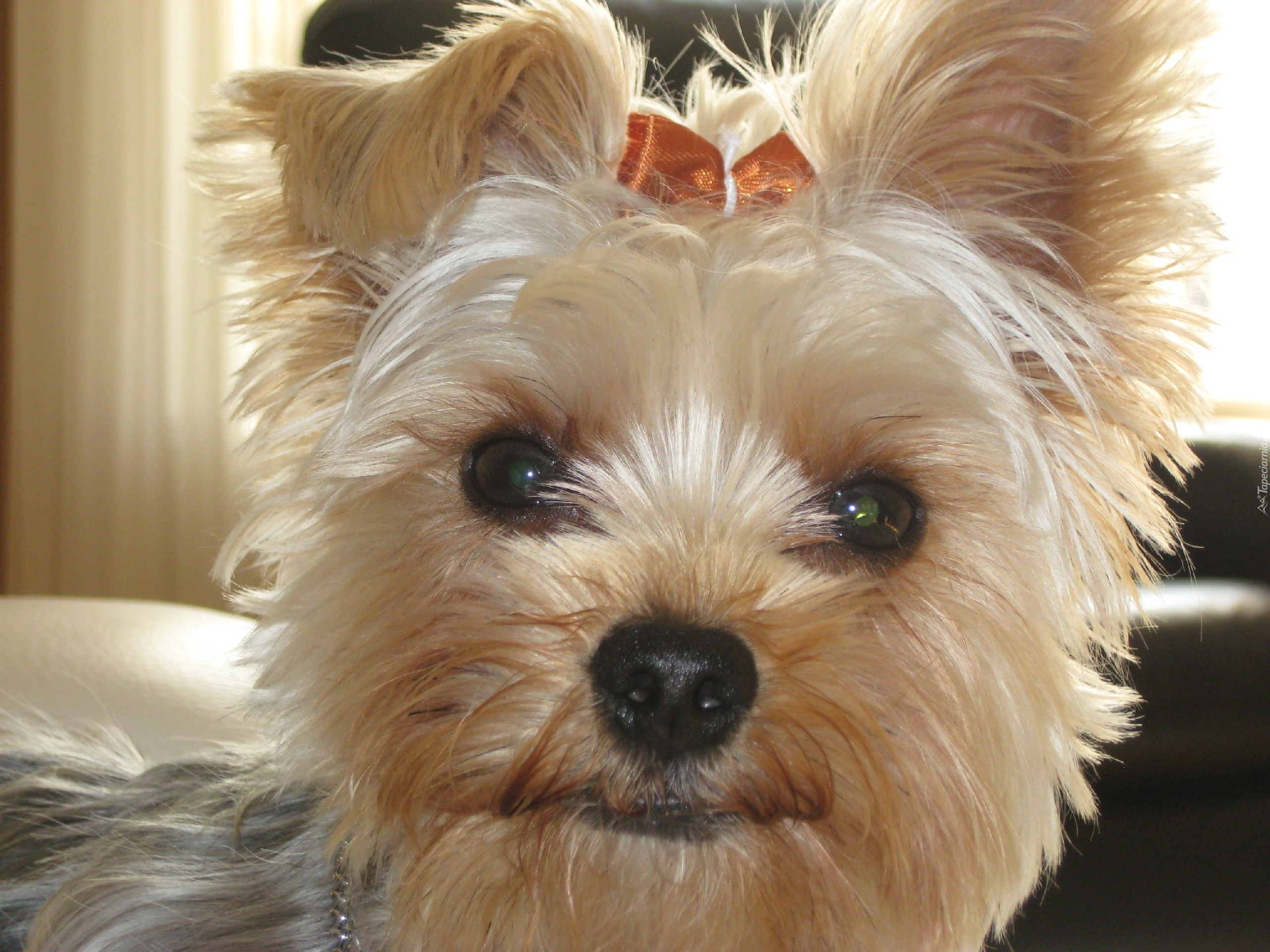 Yorkshire Terrier, Głowa, Kokardka