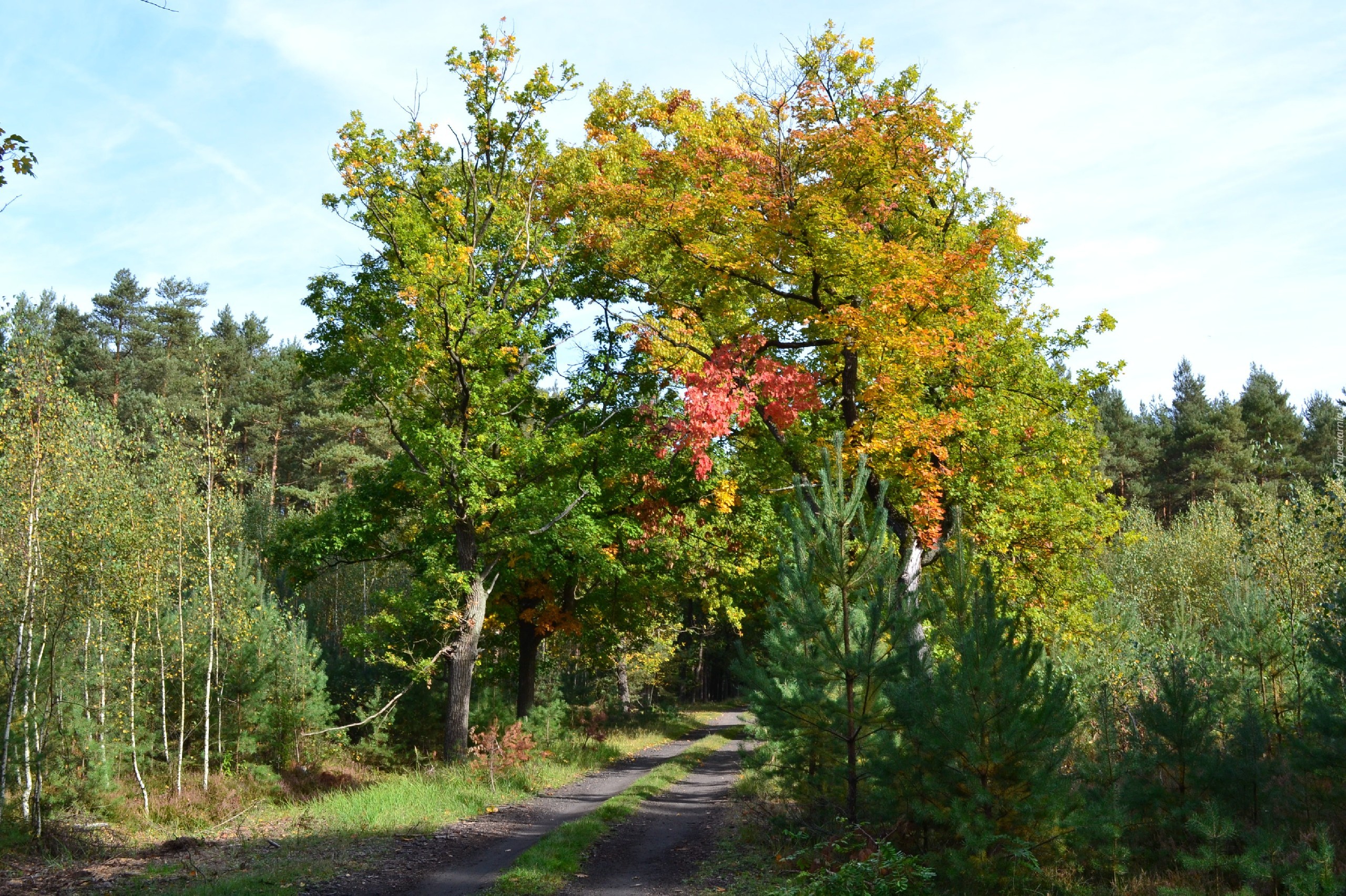 Leśna, Droga, Kolorowe, Jesienne, Dęby