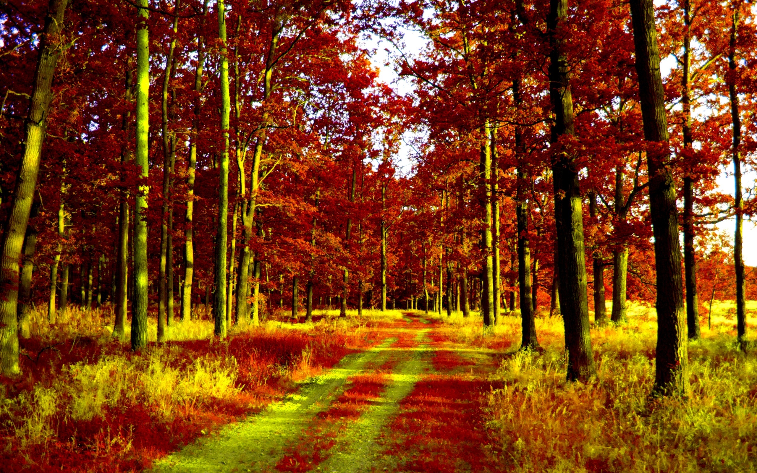 Las, Ścieżka, Jesień
