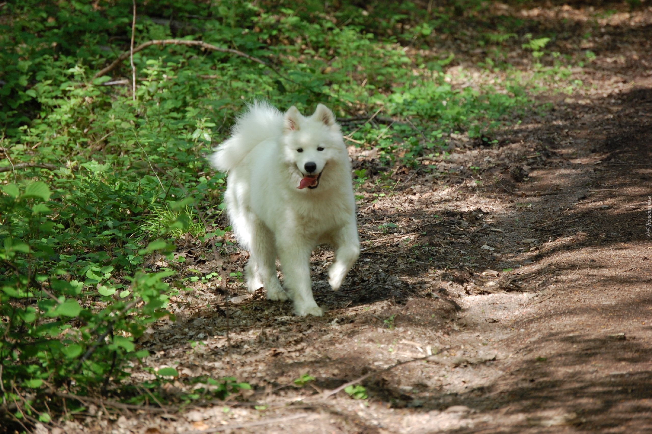 Piesek, Samojed, Ziemia, Zieleń