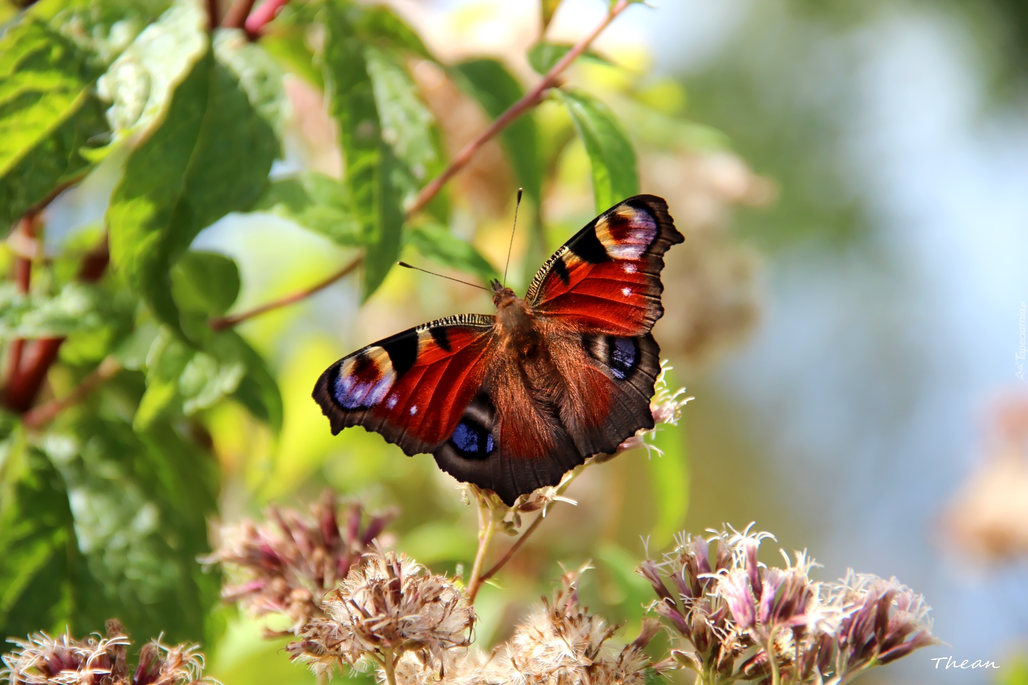 Motyl, Rusałka Pawik, Kwiaty