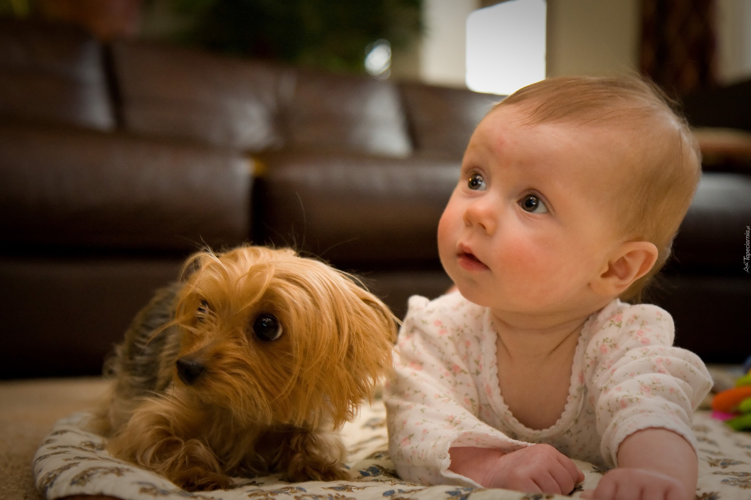 Dziecko, Piesek, Yorkshire Terrier