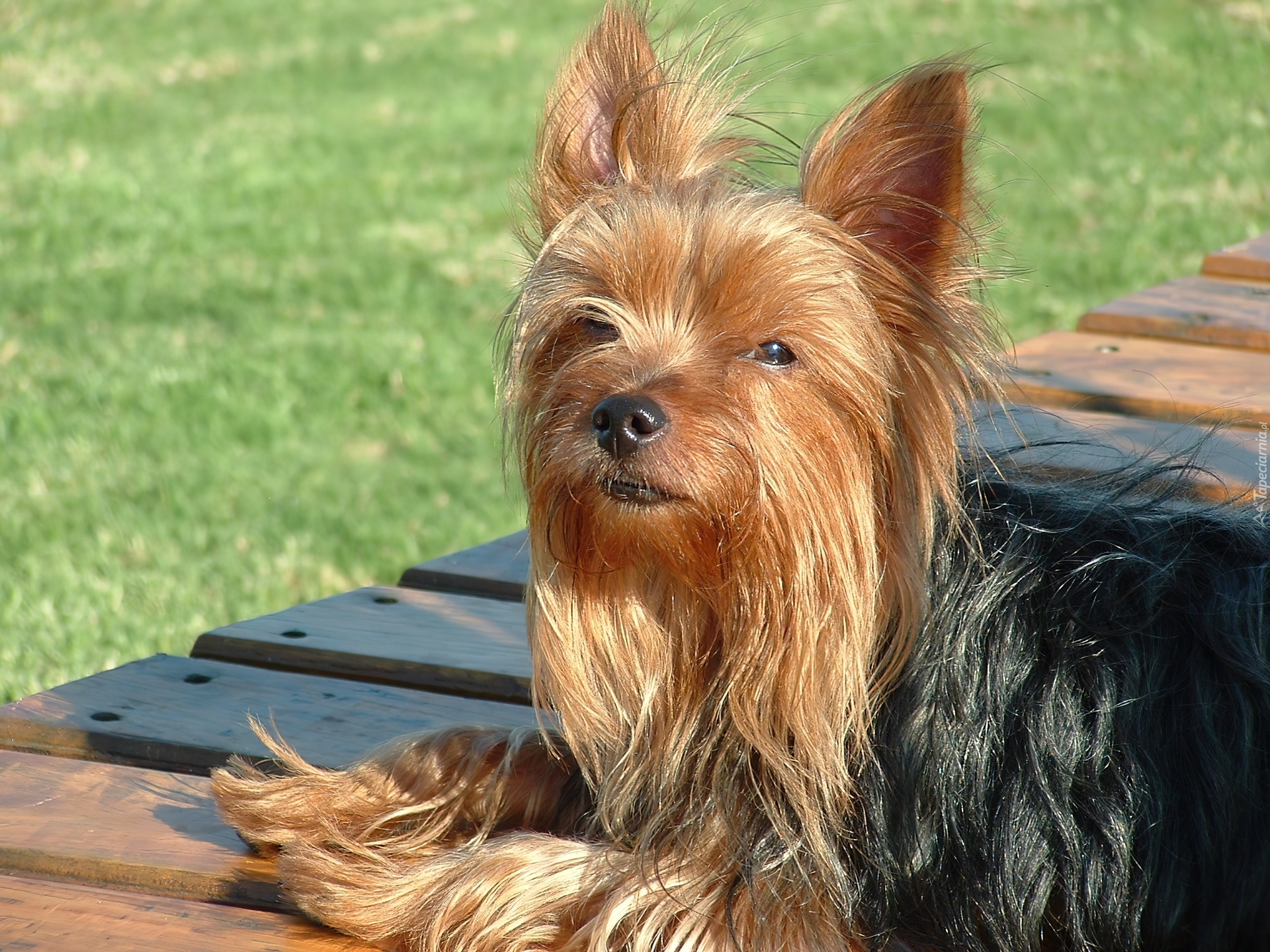 Piesek, Yorkshire Terrier, Deski