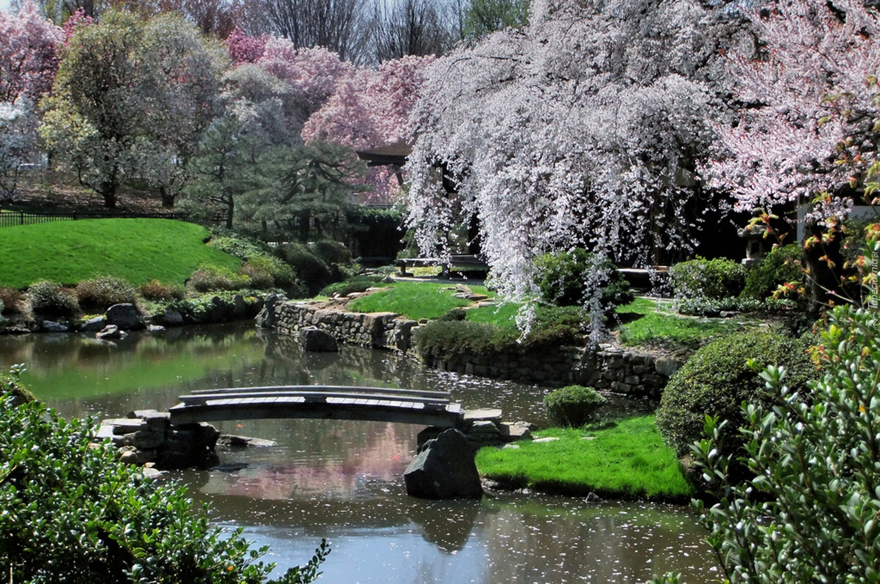 Цветущий водоем. Голицынский парк японский сад. Японский сад Кельн. Цветущие сады Судзиока Япония. Японский сад с прудом.