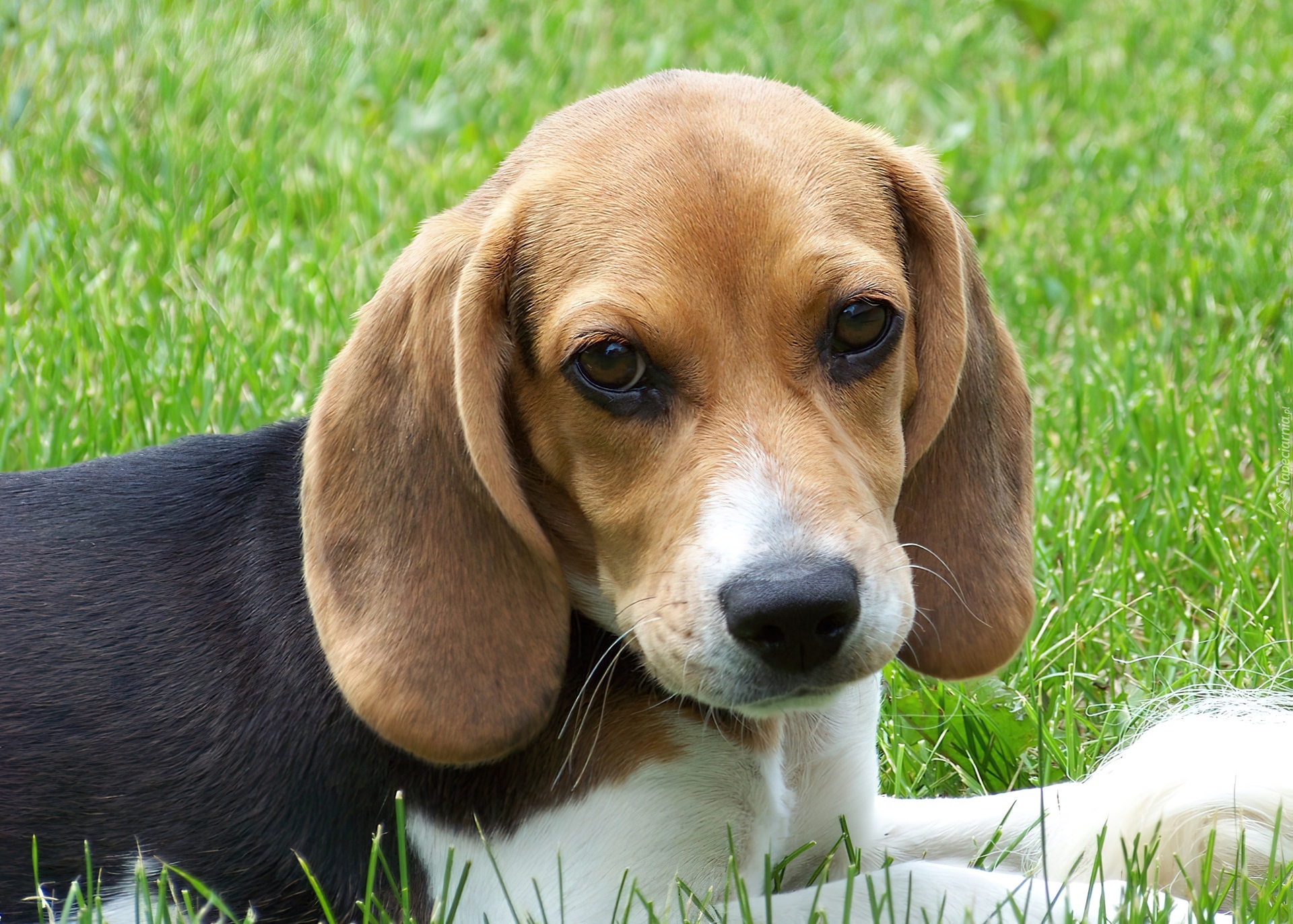 Beagle, Trawa
