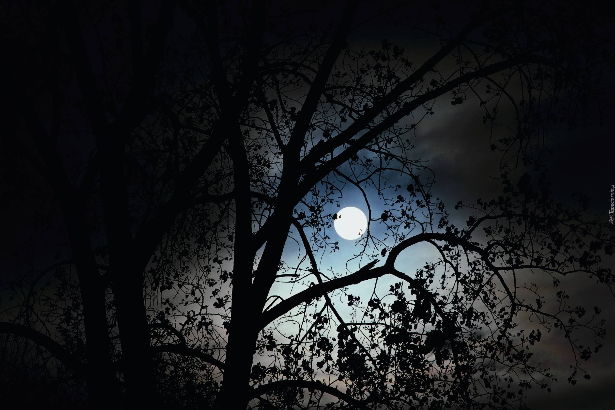 Днем свет ночью тьма. Луна в лесу. Ночной лес с луной. Страшный лес с луной. Мрачная Луна.