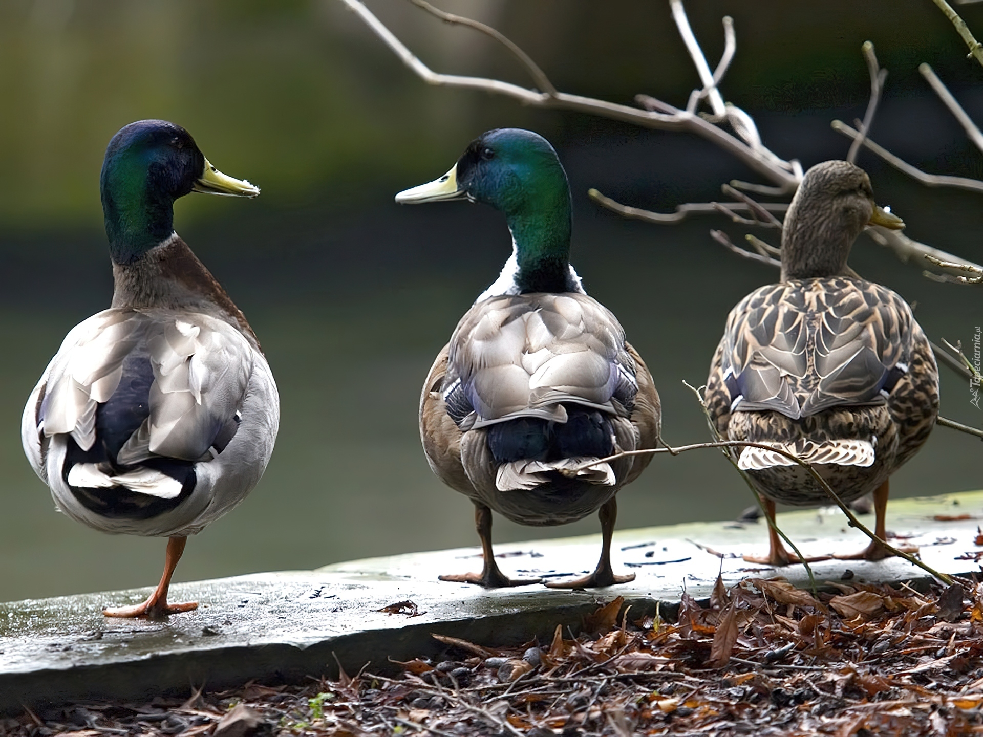 Ducks роли. Обои утки.