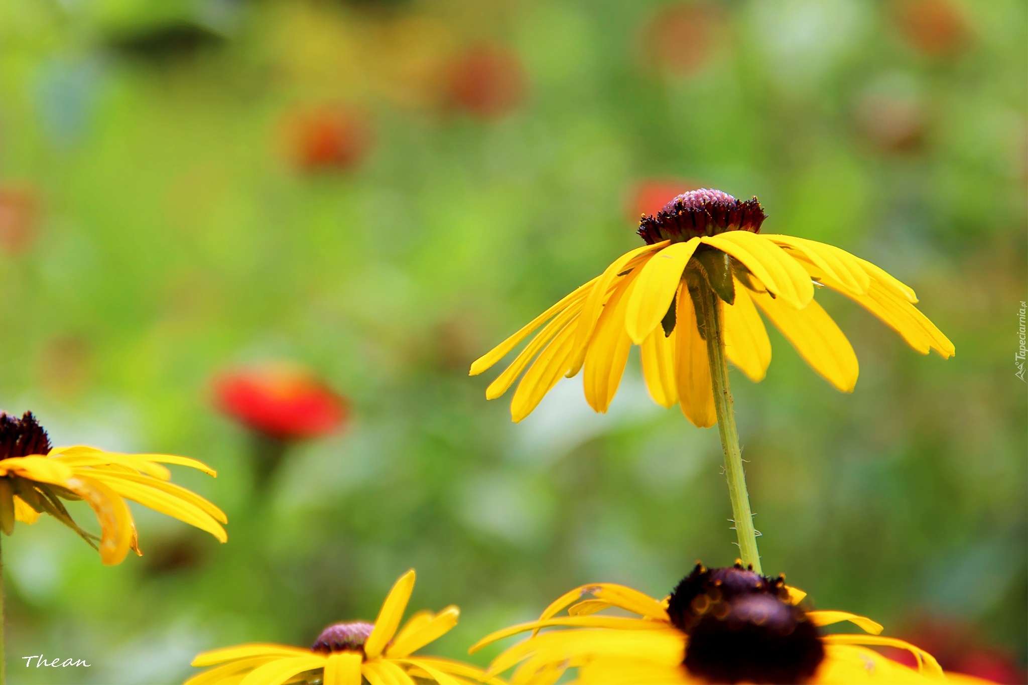 Żółte, Kwiaty, Rudbekia