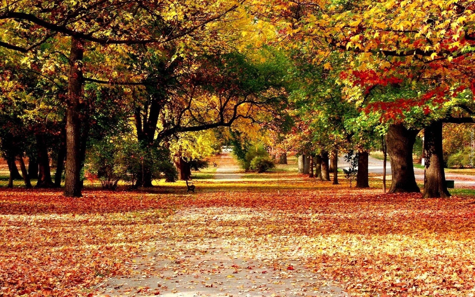 Park, Drzewa, Liście