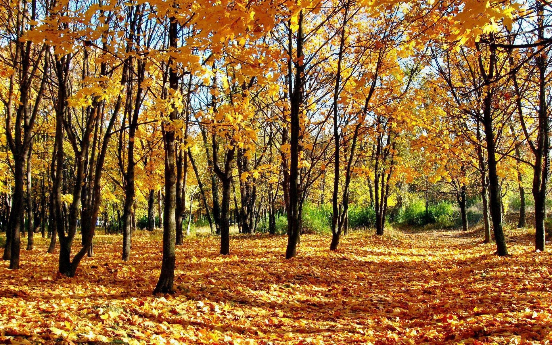 Park, Drzewa, Liście, Jesień