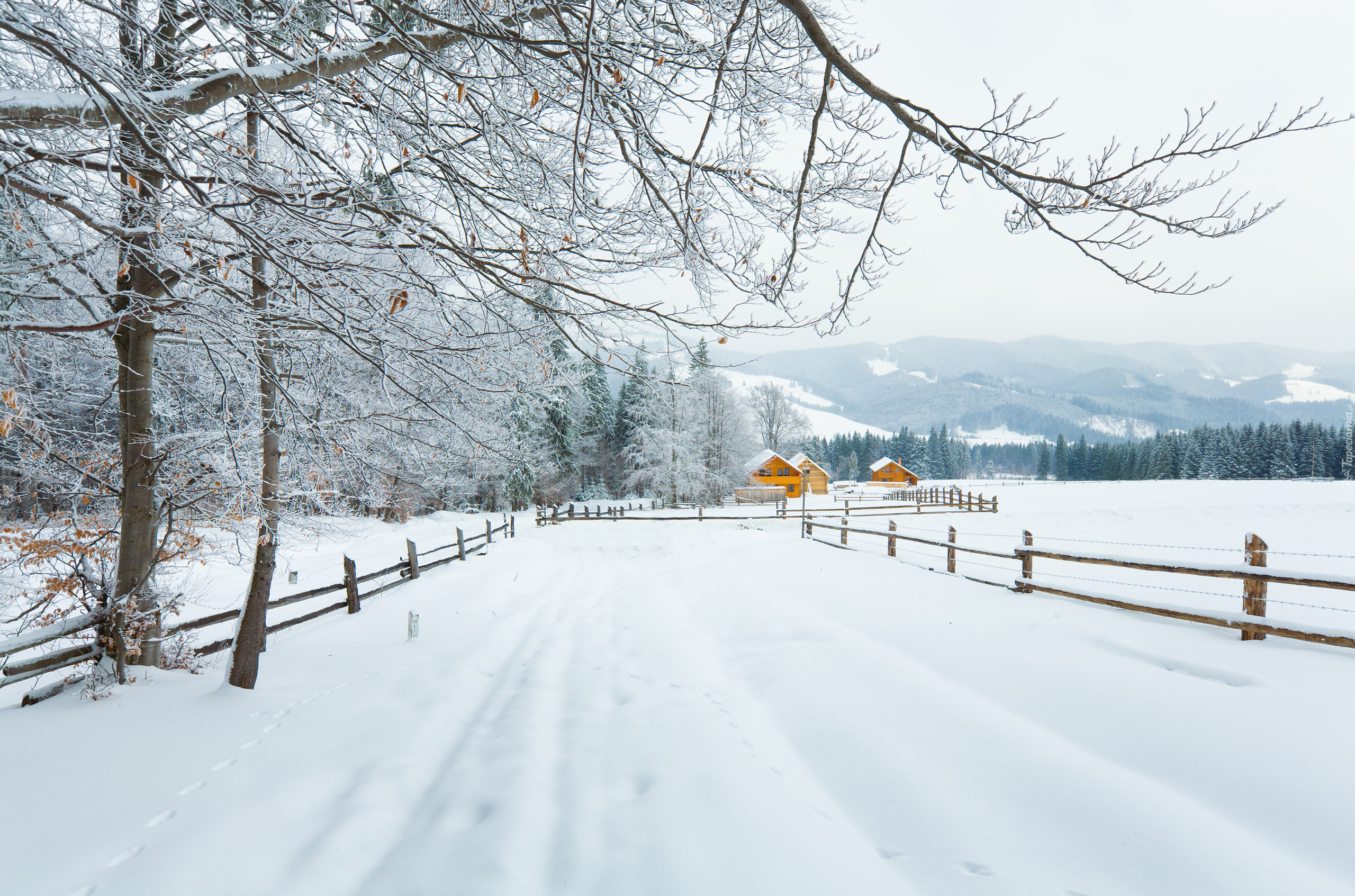 Droga, Drzewa, Śnieg, Zima, Domy