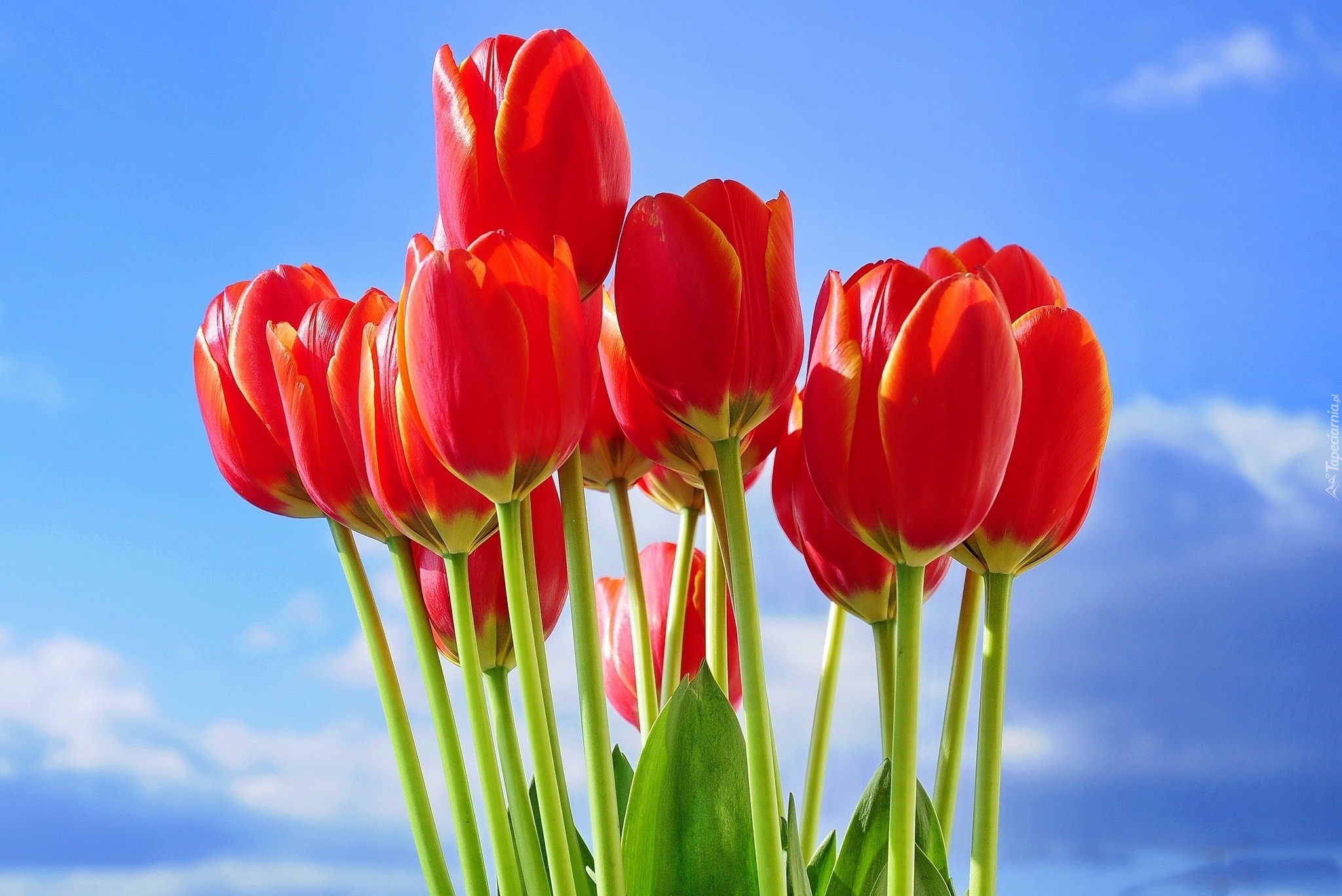 Czerwone, Tulipany, Niebo