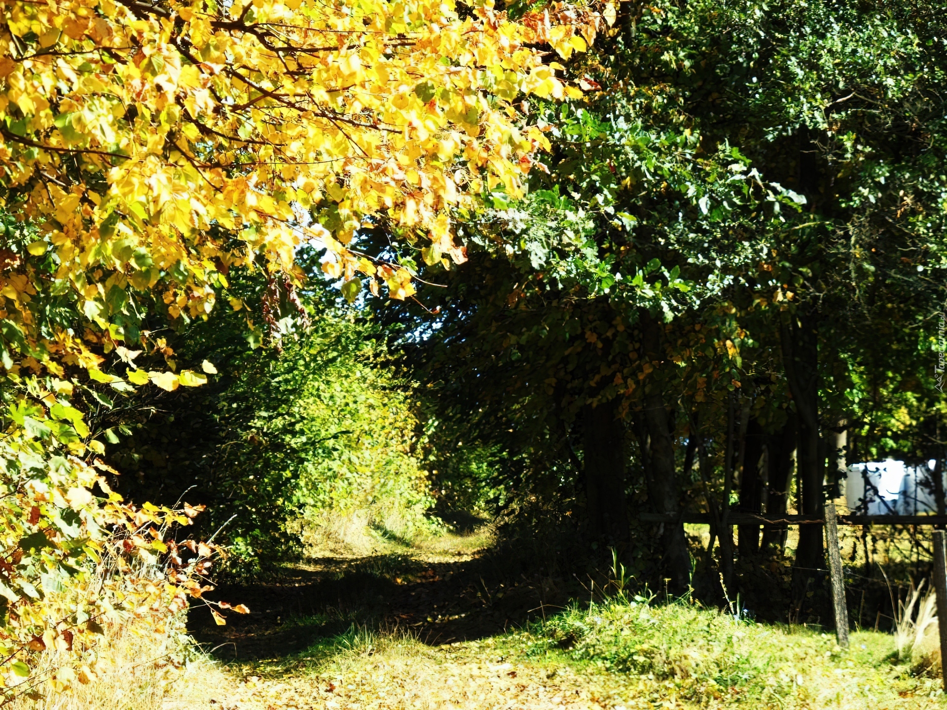 Leśna, Droga, Drzewa, Jesień