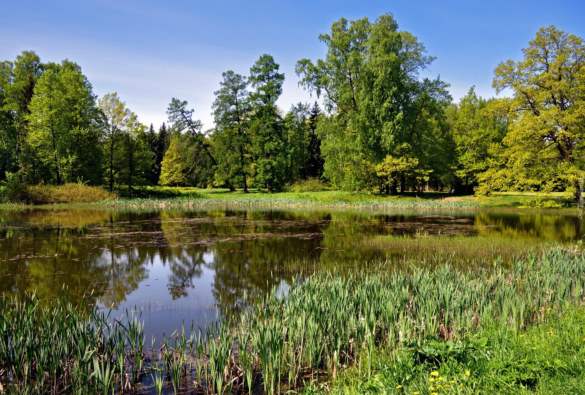 Park, Staw, Drzewa, Zieleń