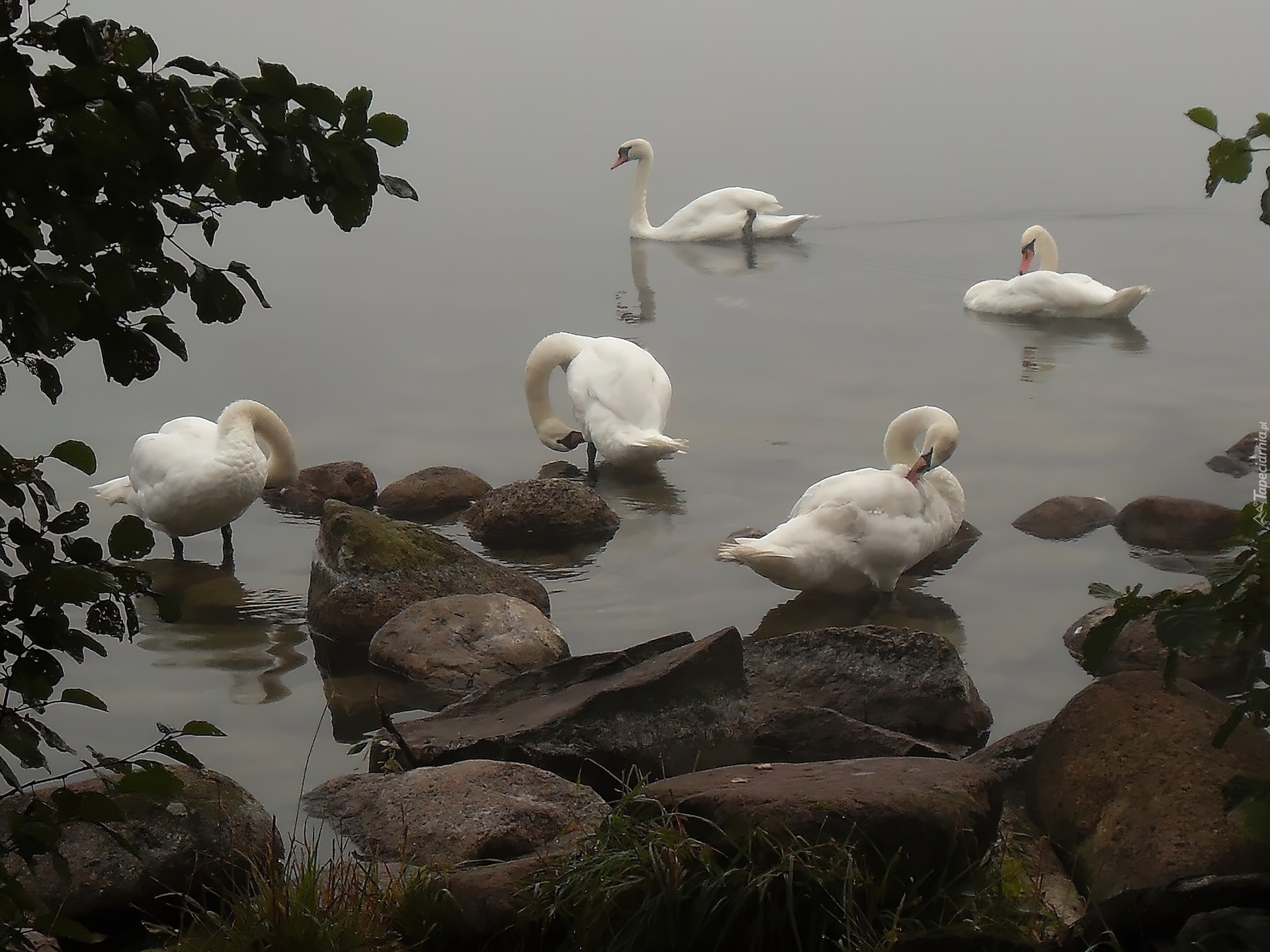 Łabędzie, Kamienie