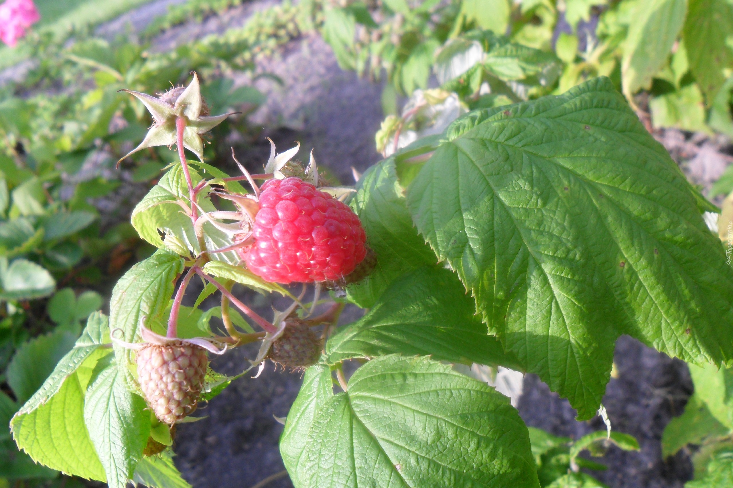 Owoce, Maliny, Liście