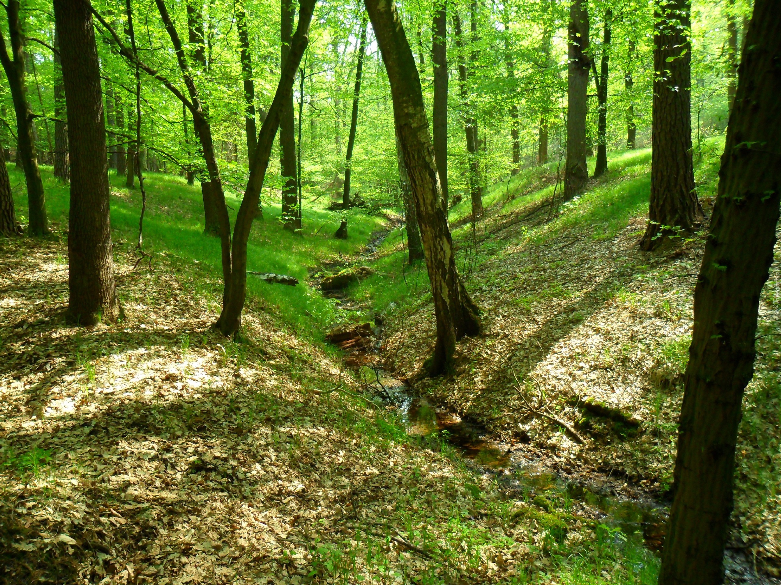 Las, Obora, Racibórz, Polska