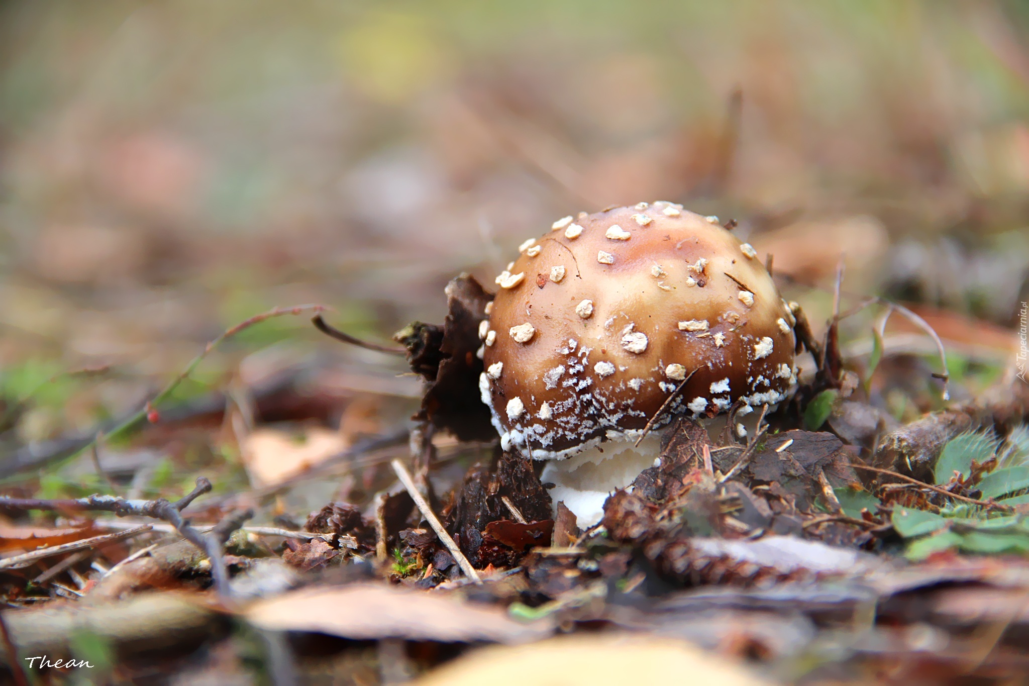 Grzybek, Muchomor, Białe, Kropki