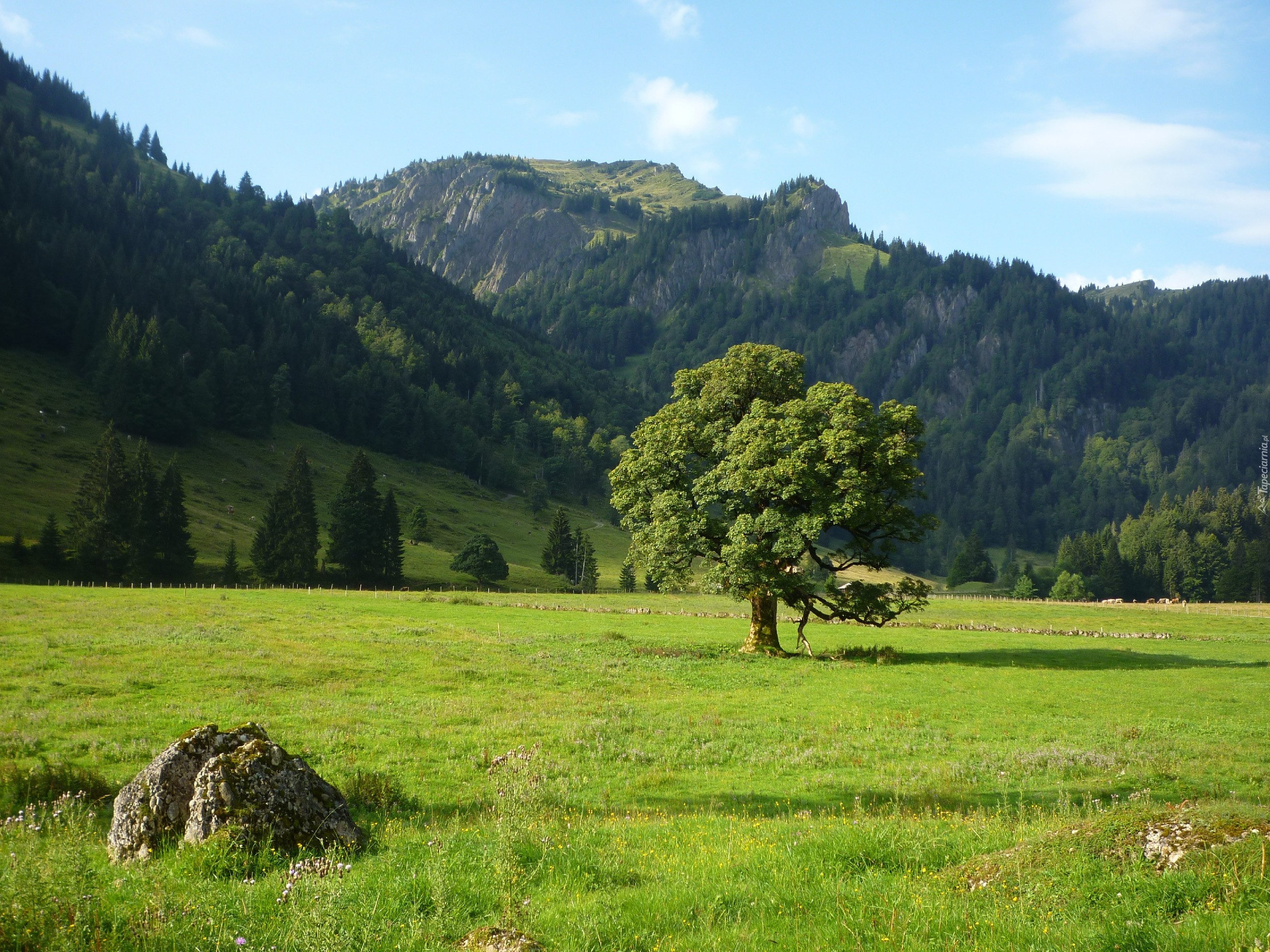 Łąka, Drzewo, Zalesione, Góry