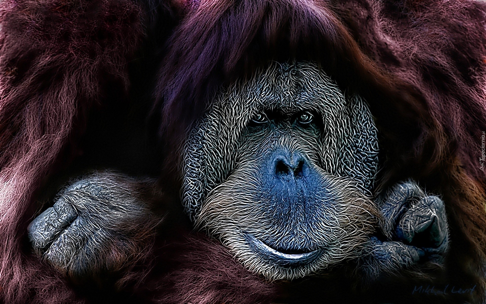 Małpa, Orangutan sumatrzański