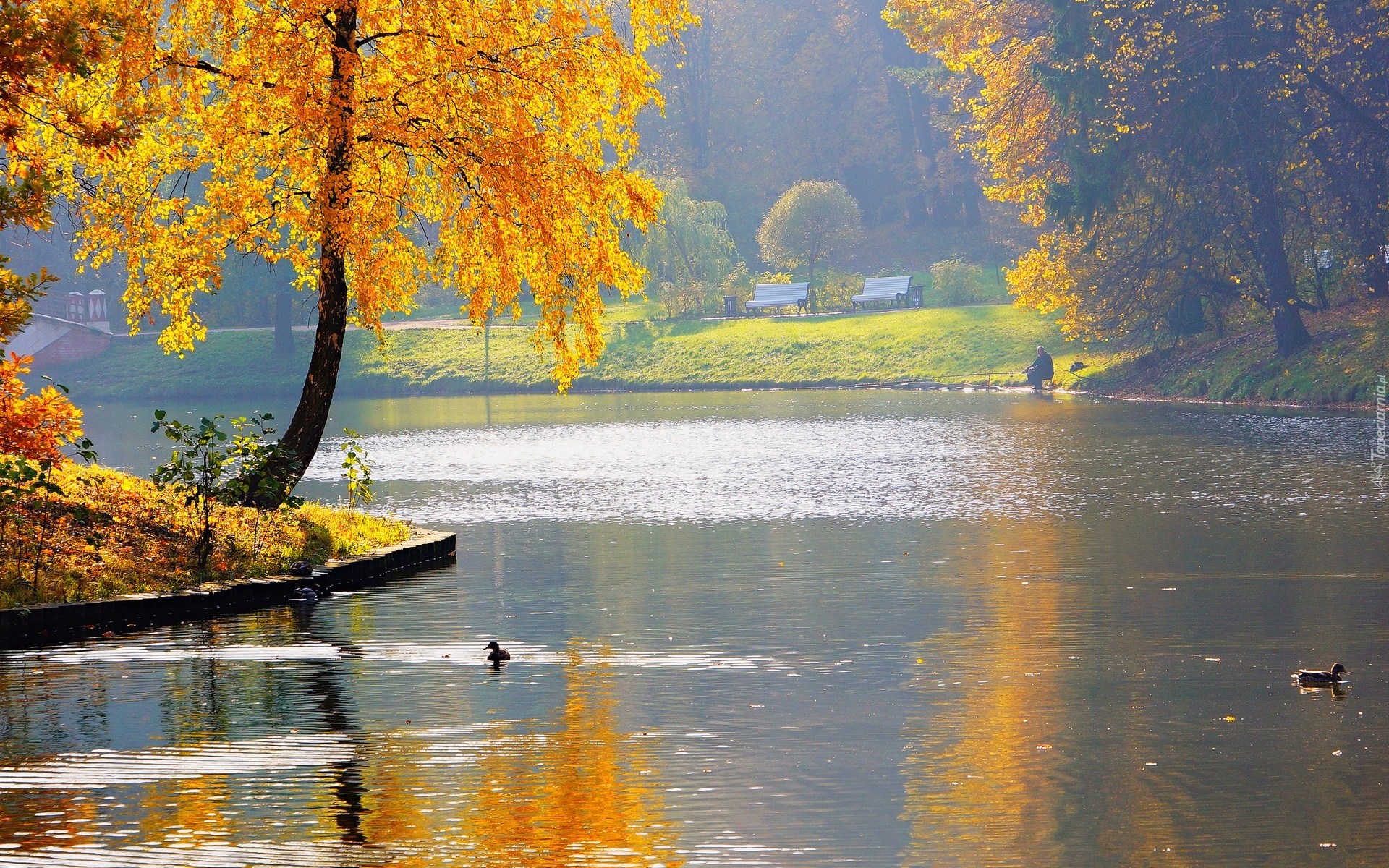 Park, Woda, Kaczki, Drzewa, Jesień