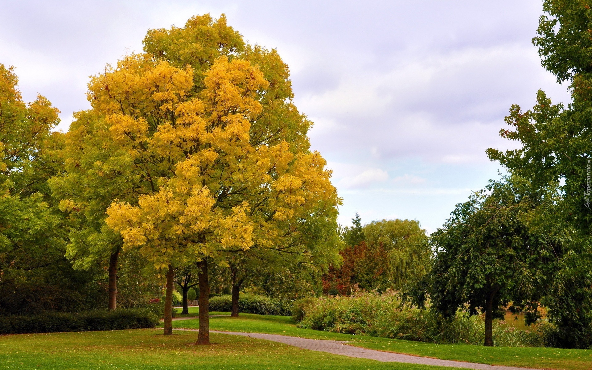 Park, Drzewa, Jesień