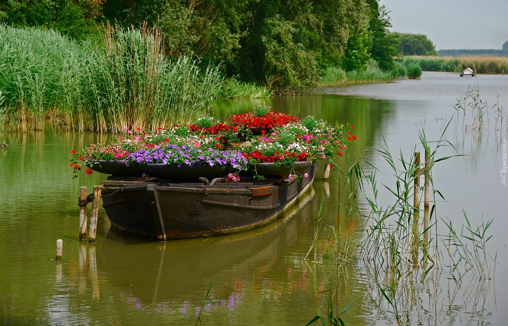 Jezioro, Łódka, Kwiaty