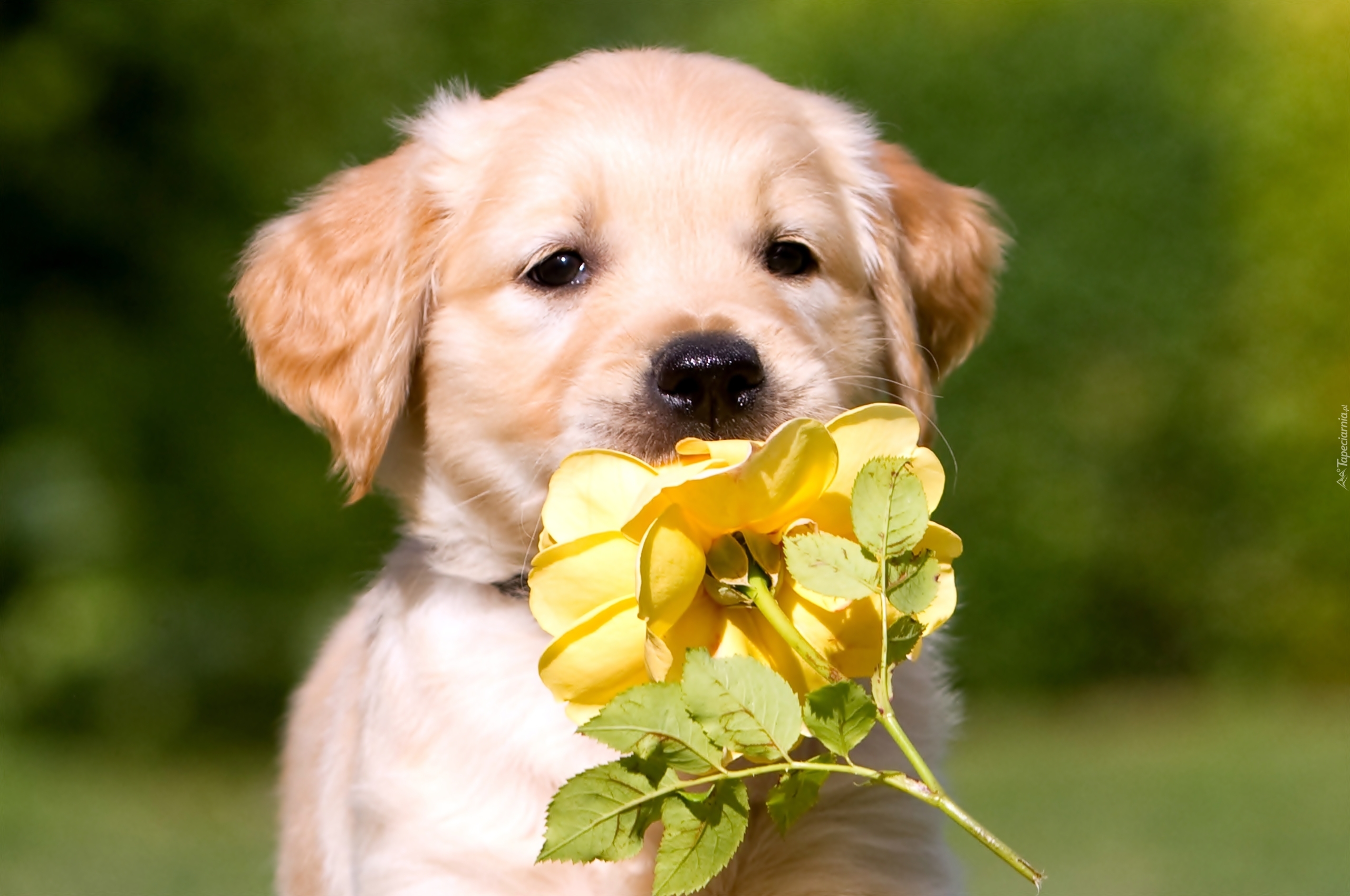 Pies, Szczeniak, Golden retriever, Żółta, Róża