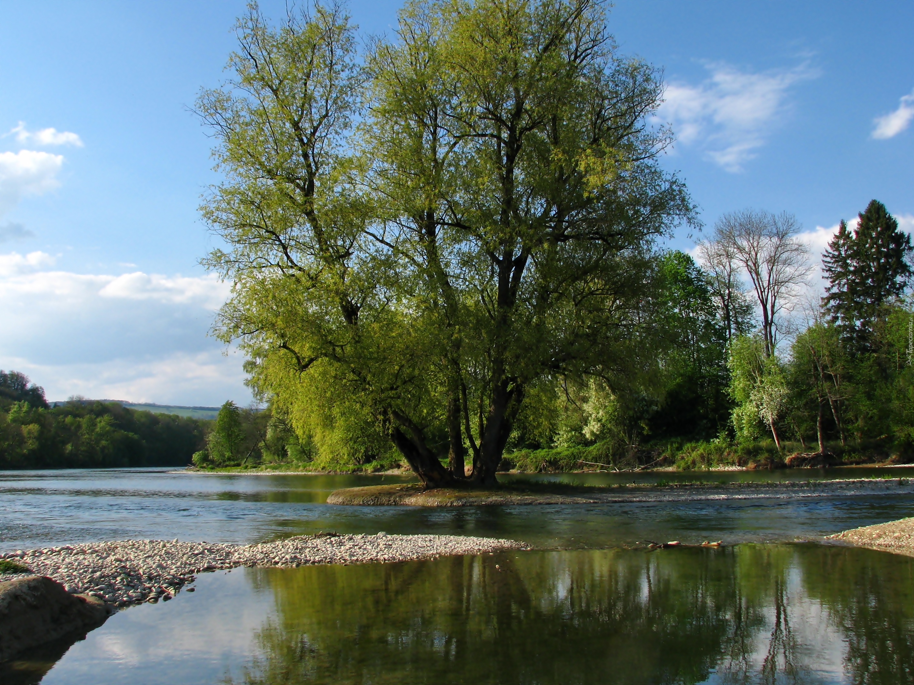 Rzeka, Aare, Szwajcaria, Drzewa