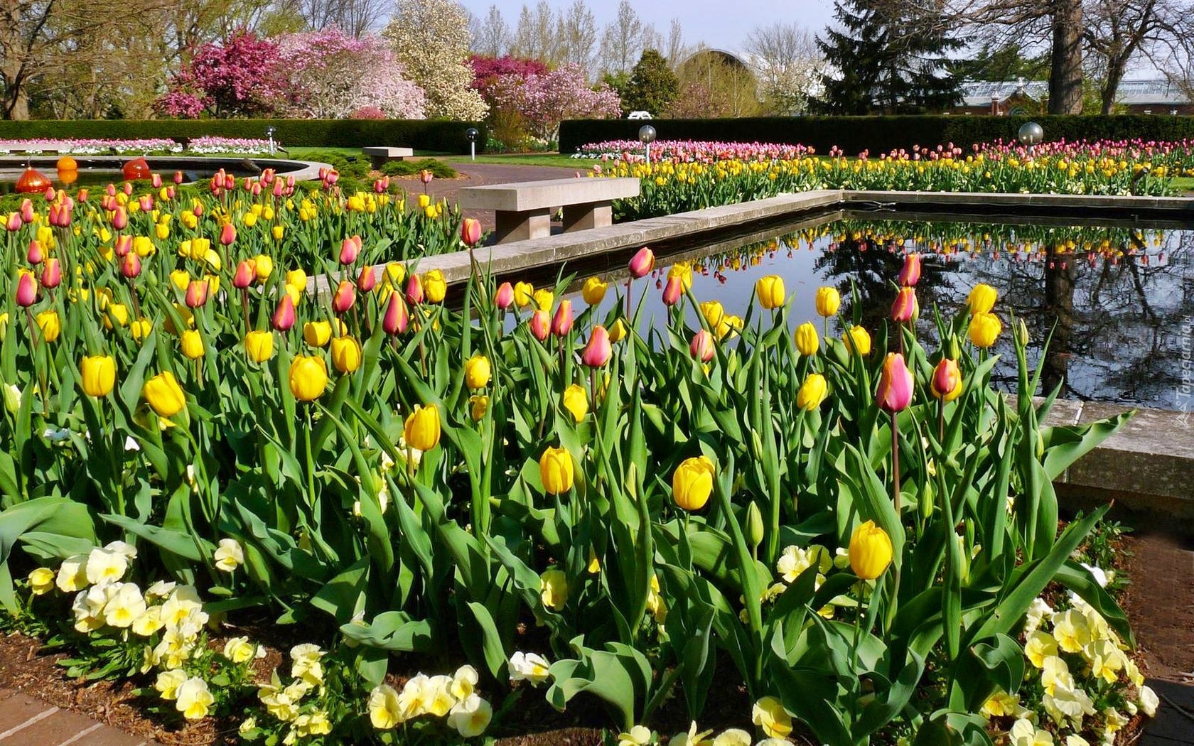 Park, Kolorowe, Tulipany