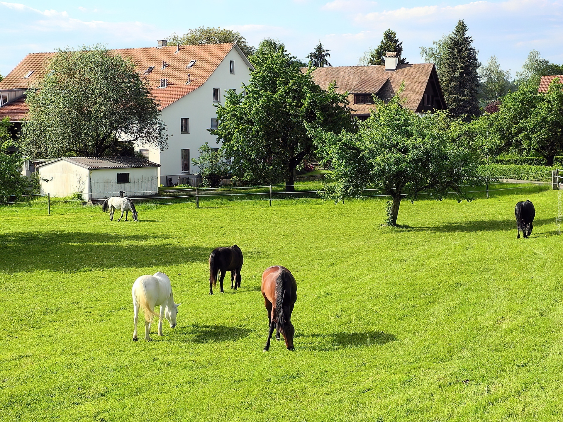 Konie, Łąka, Domy, Drzewa