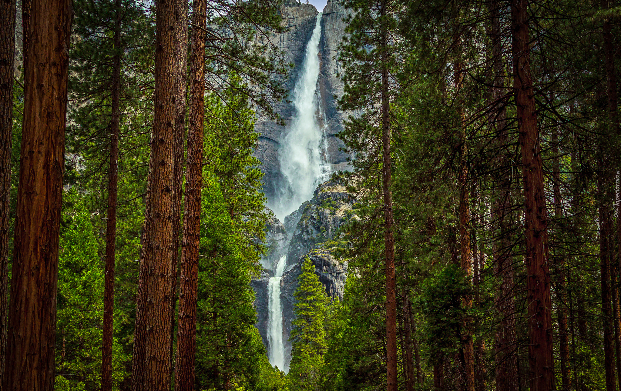 Stany Zjednoczone, Kalifornia, Park Narodowy Yosemite, Wodospad Upper Yosemite Fall, Drzewa, Las, Stany Zjednoczone, Kalifornijski
