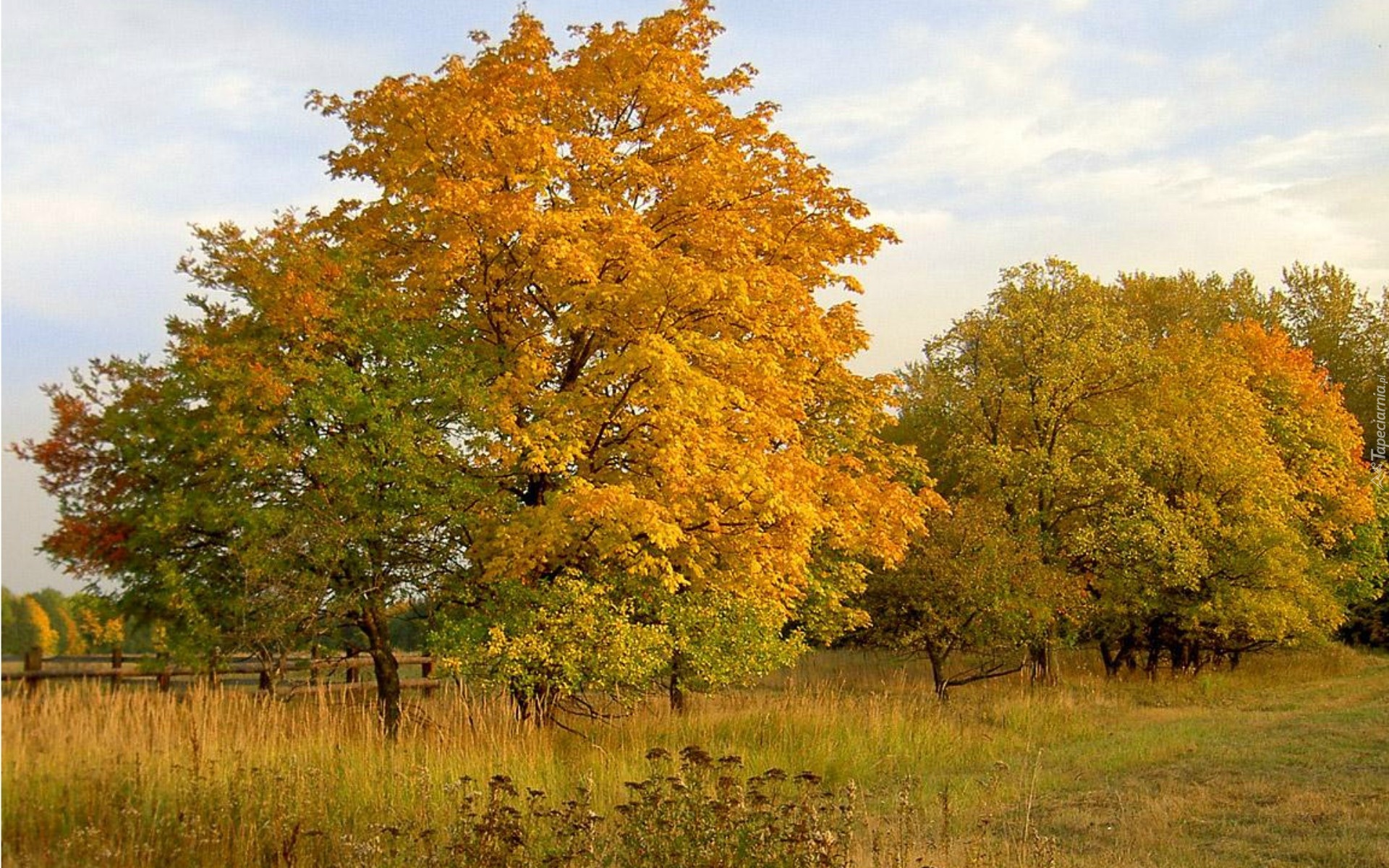 Pola, Łąka, Drzewa, Jesień
