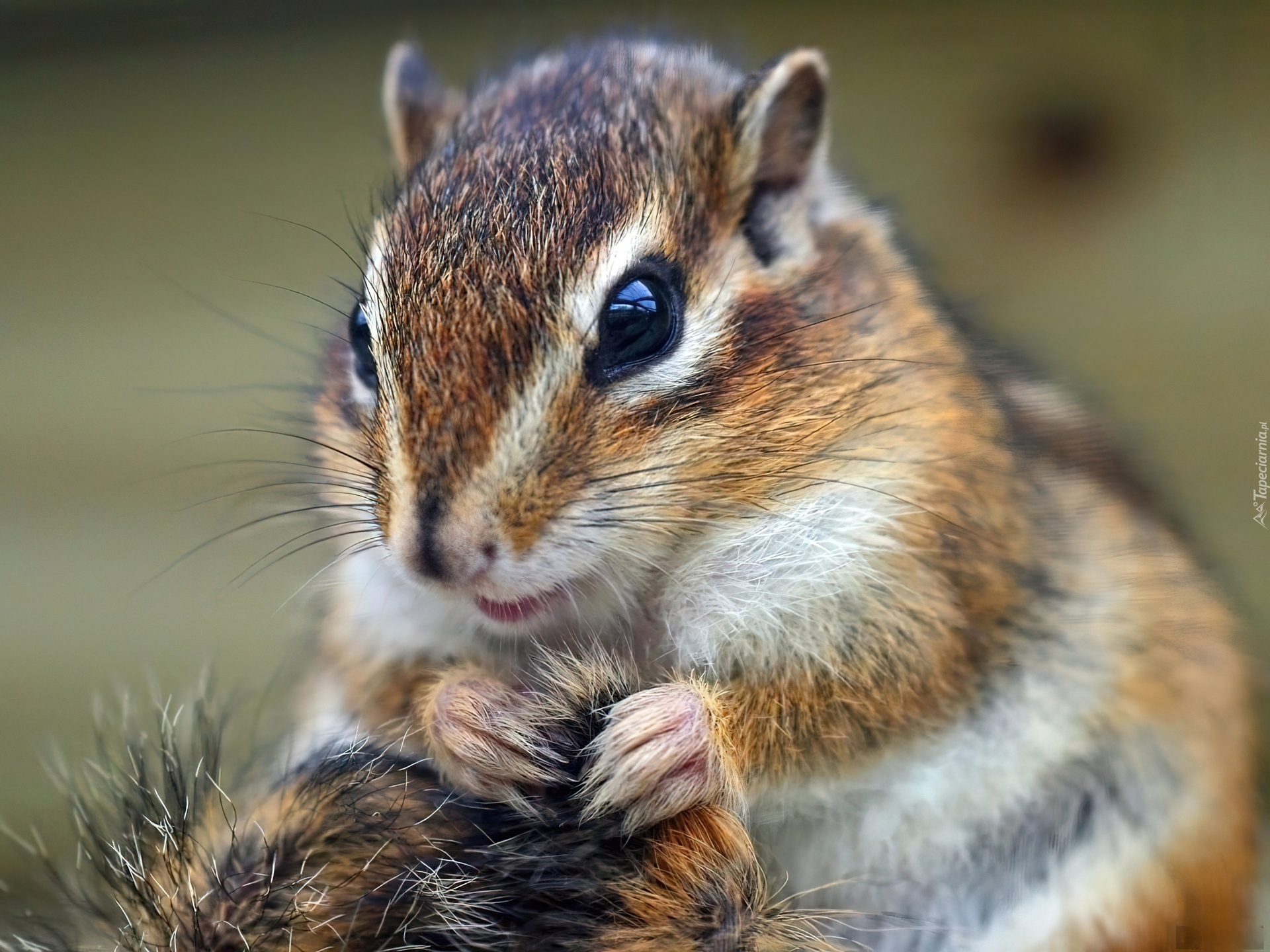 Chipmunk, Łapki, Trawa