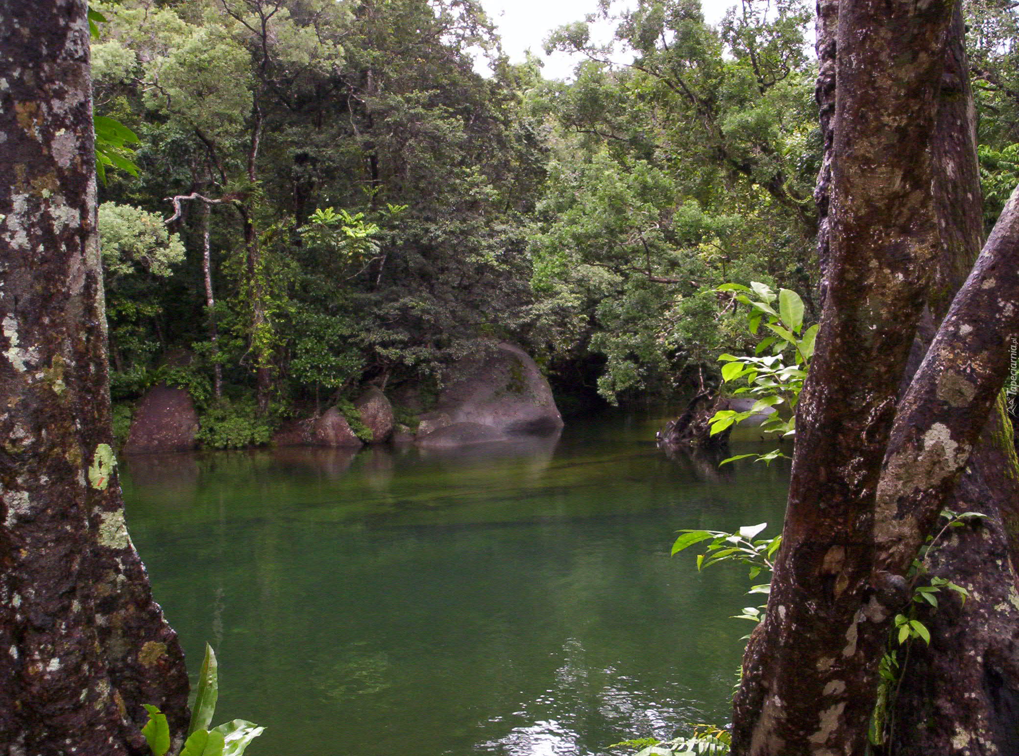 Rzeka, Drzewa, Kamienie, Babinda, Australia