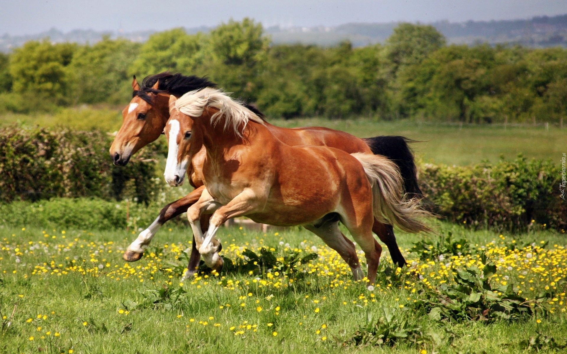 Łąka, Konie, Galop