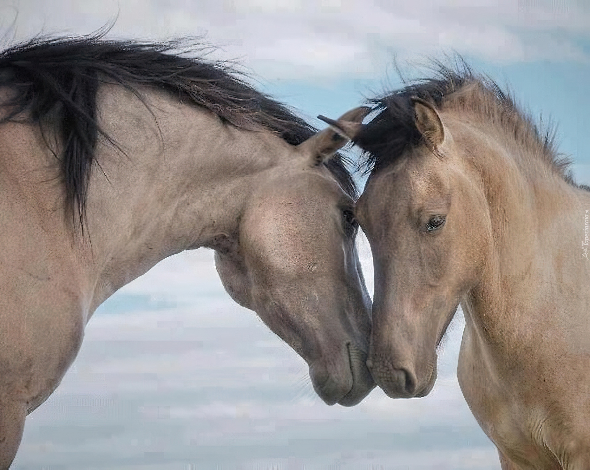 Лошадь с 2 девушками. Две лошади. Поцелуй лошади. Любовь лошадей. Пара лошадей.
