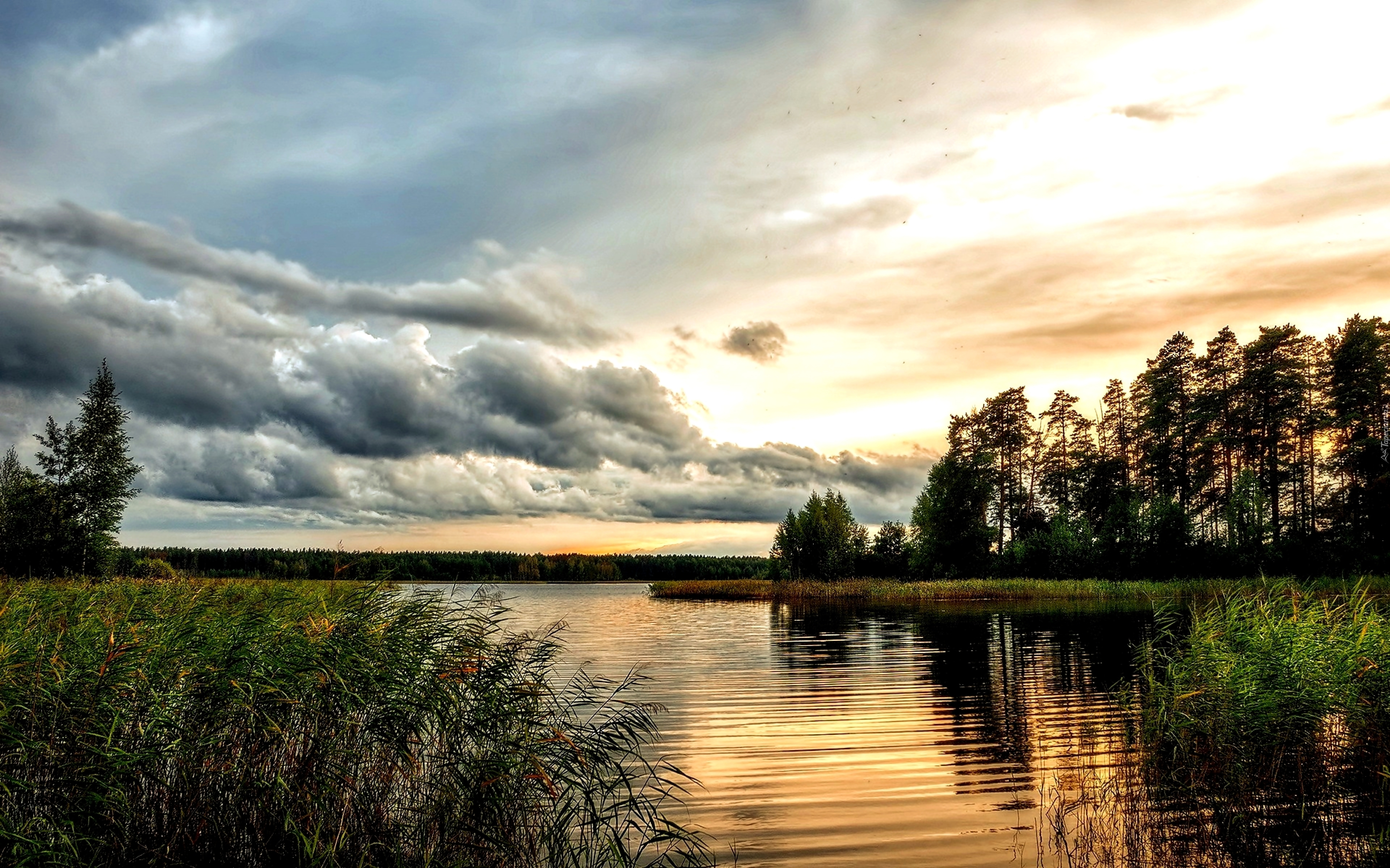 Piękne, Jezioro, Szuwary, Drzewa