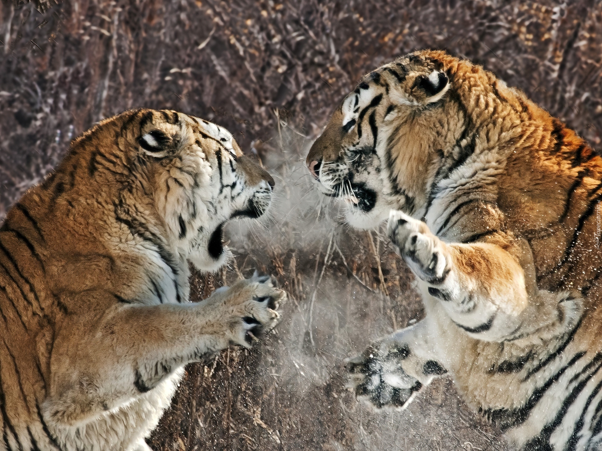 Бои дикий животный. Амурский (Уссурийский) тигр. Амурский тигр против Льва. Капский Лев против Амурского тигра.