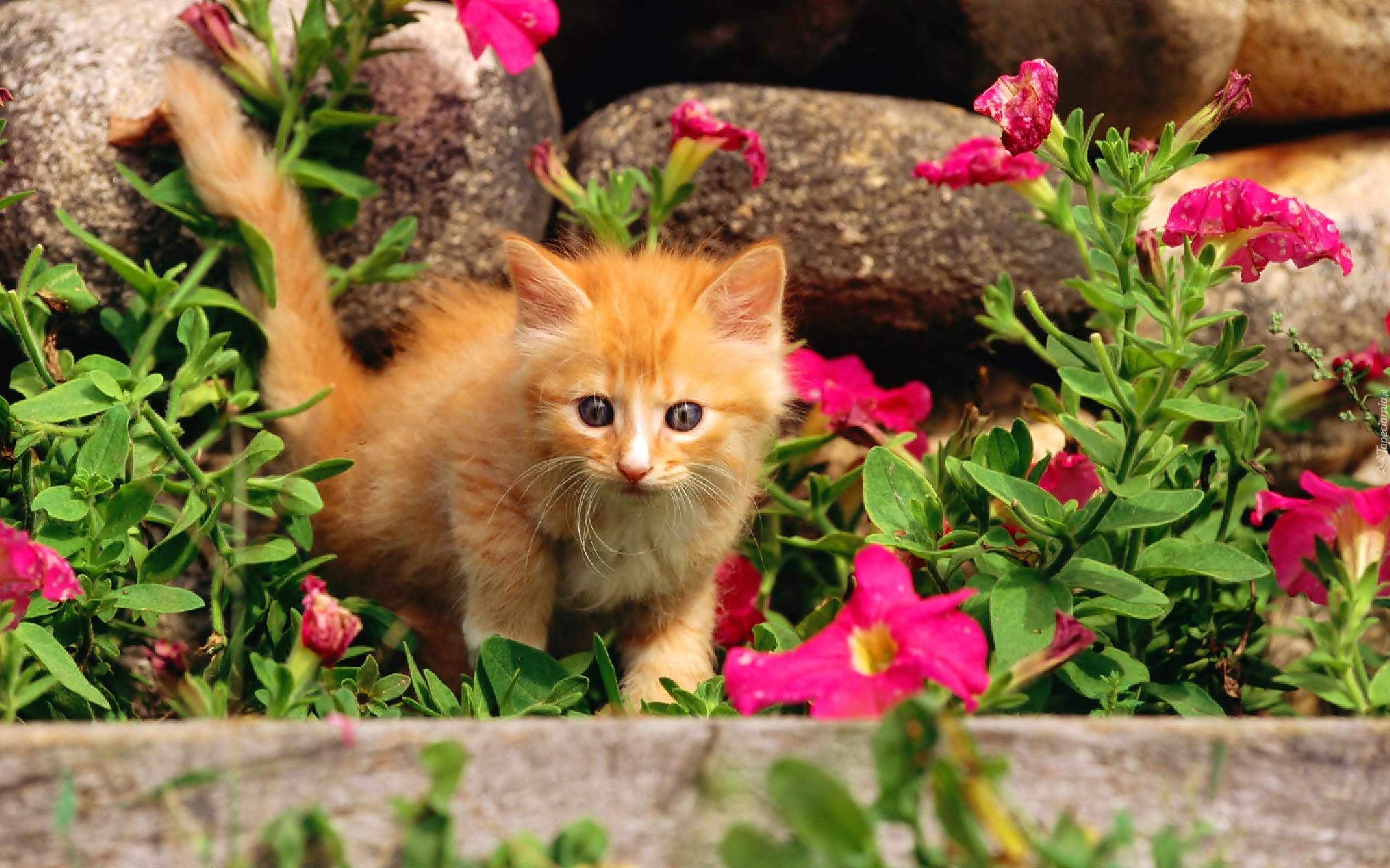 Котенок любит играть с цветами. Кошка с цветами. Котенок с цветочком. Рыжий котёнок. Рыжий кот в цветах.