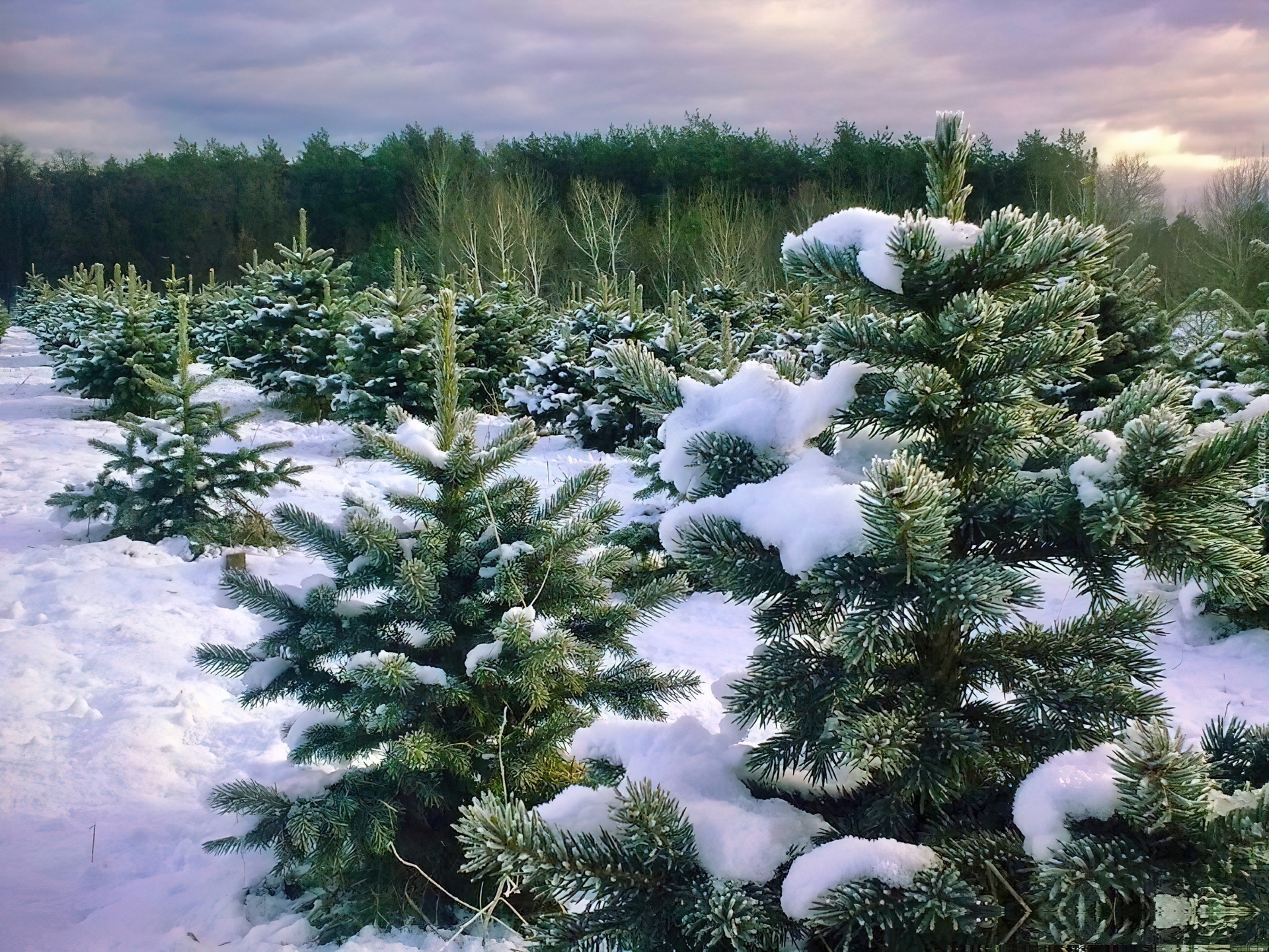 Хвойные под снегом. Маленькая елка в лесу. Елка в зимнем лесу. Зимний хвойный лес. Елка в снегу.