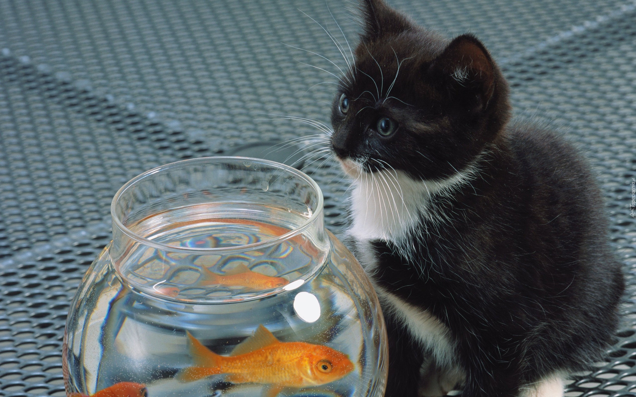 природа животные кот рыбы nature animals cat fish без смс