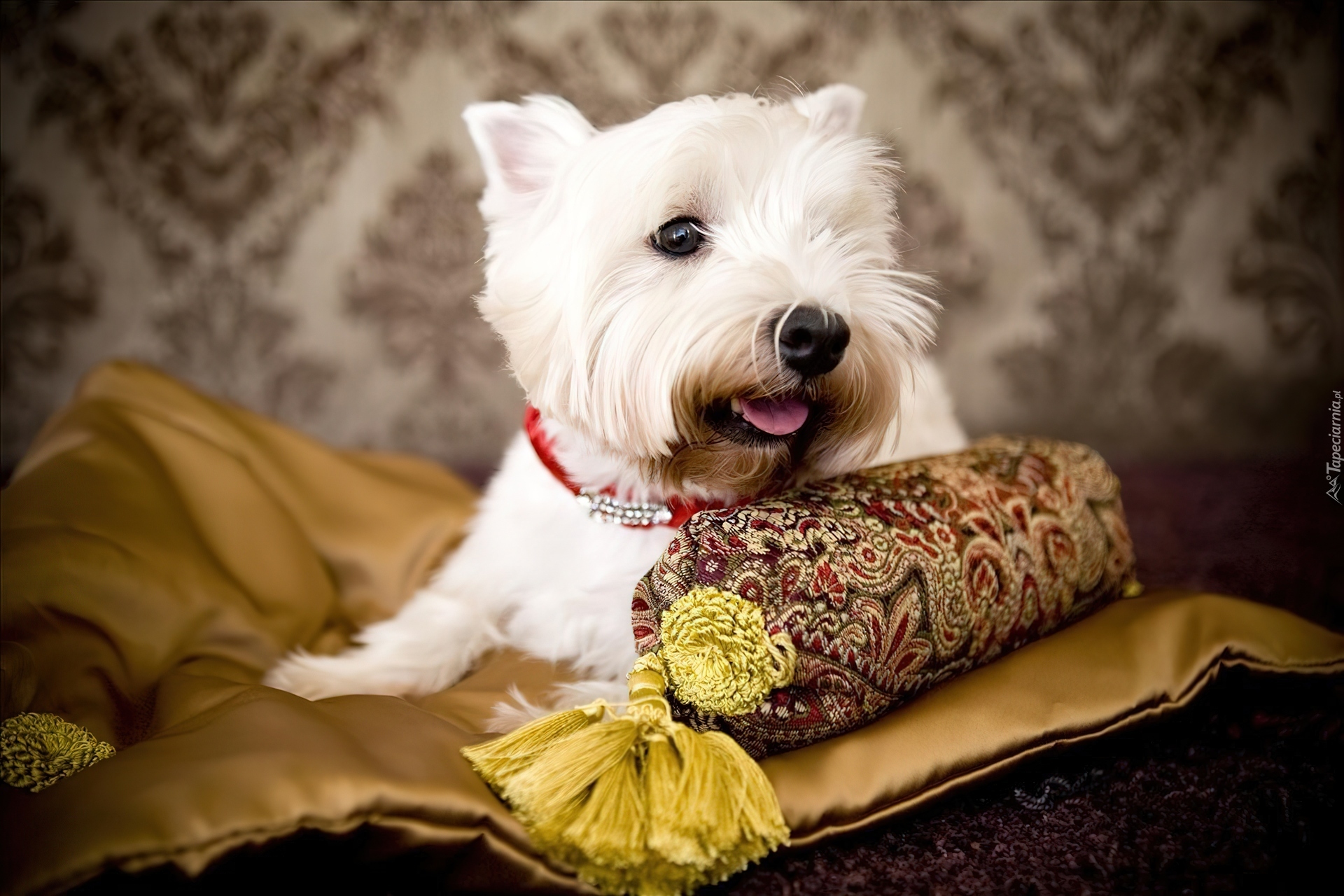 West Highland White Terrier, Poduszka