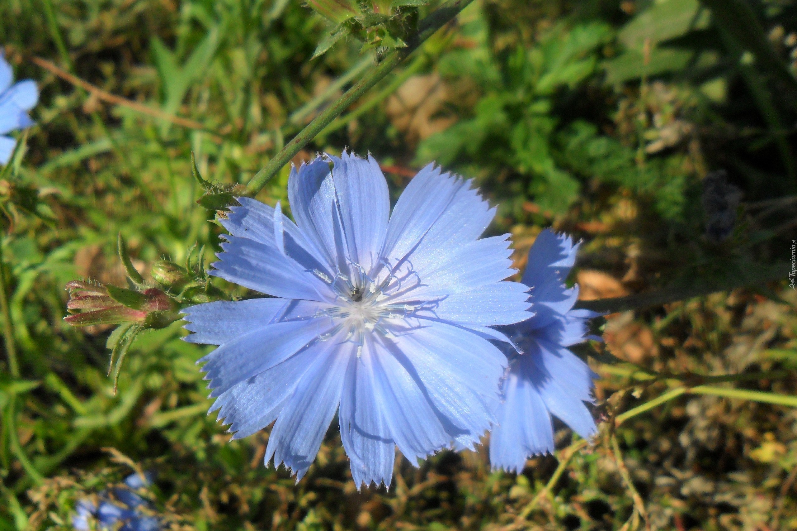 Niebieski, Kwiat, Cykoria, Podróżnik